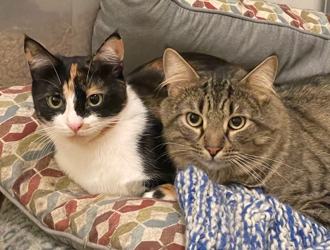 Enlarge Chaucer & Betty, a Adoptable mixed breed in Uxbridge, MA image 1/5