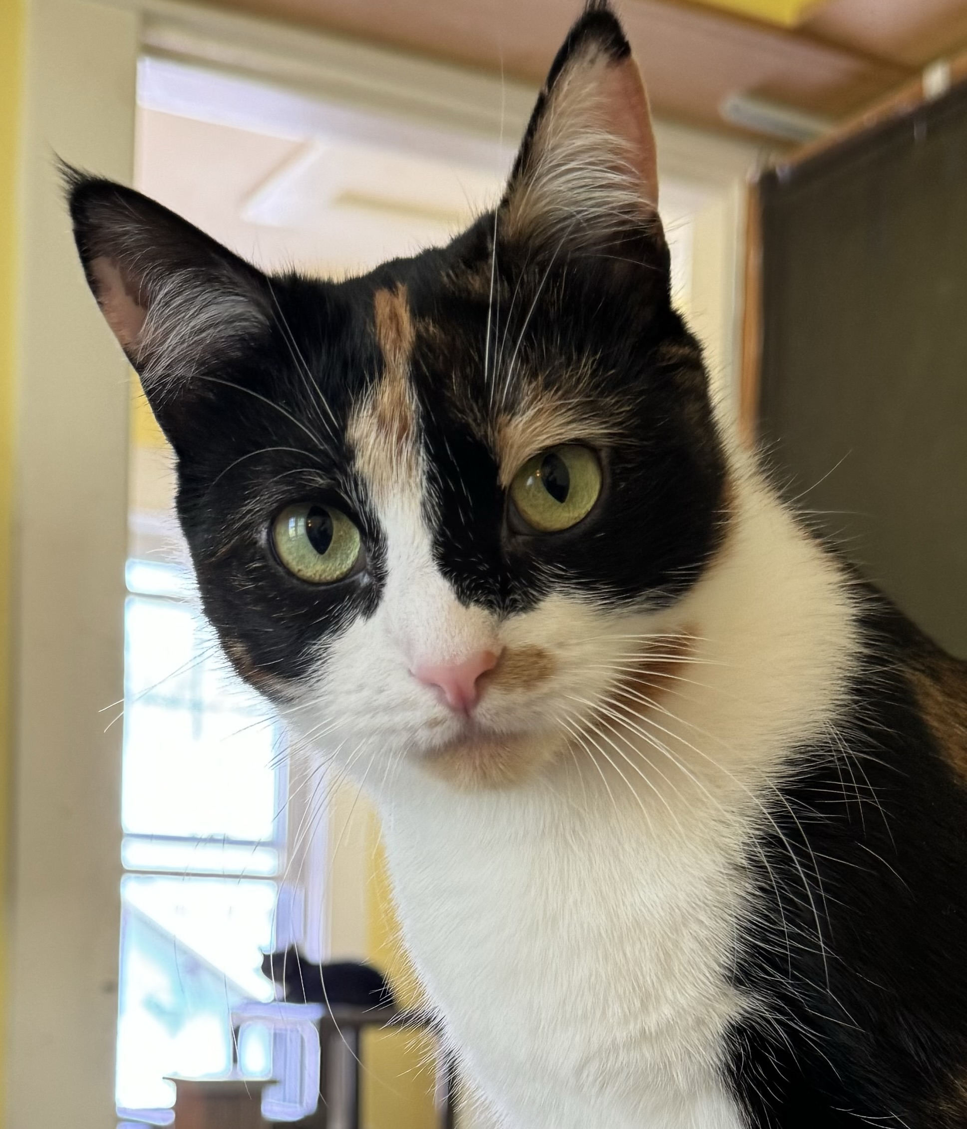 Enlarge Chaucer & Betty, a Adoptable mixed breed in Uxbridge, MA image 2/5