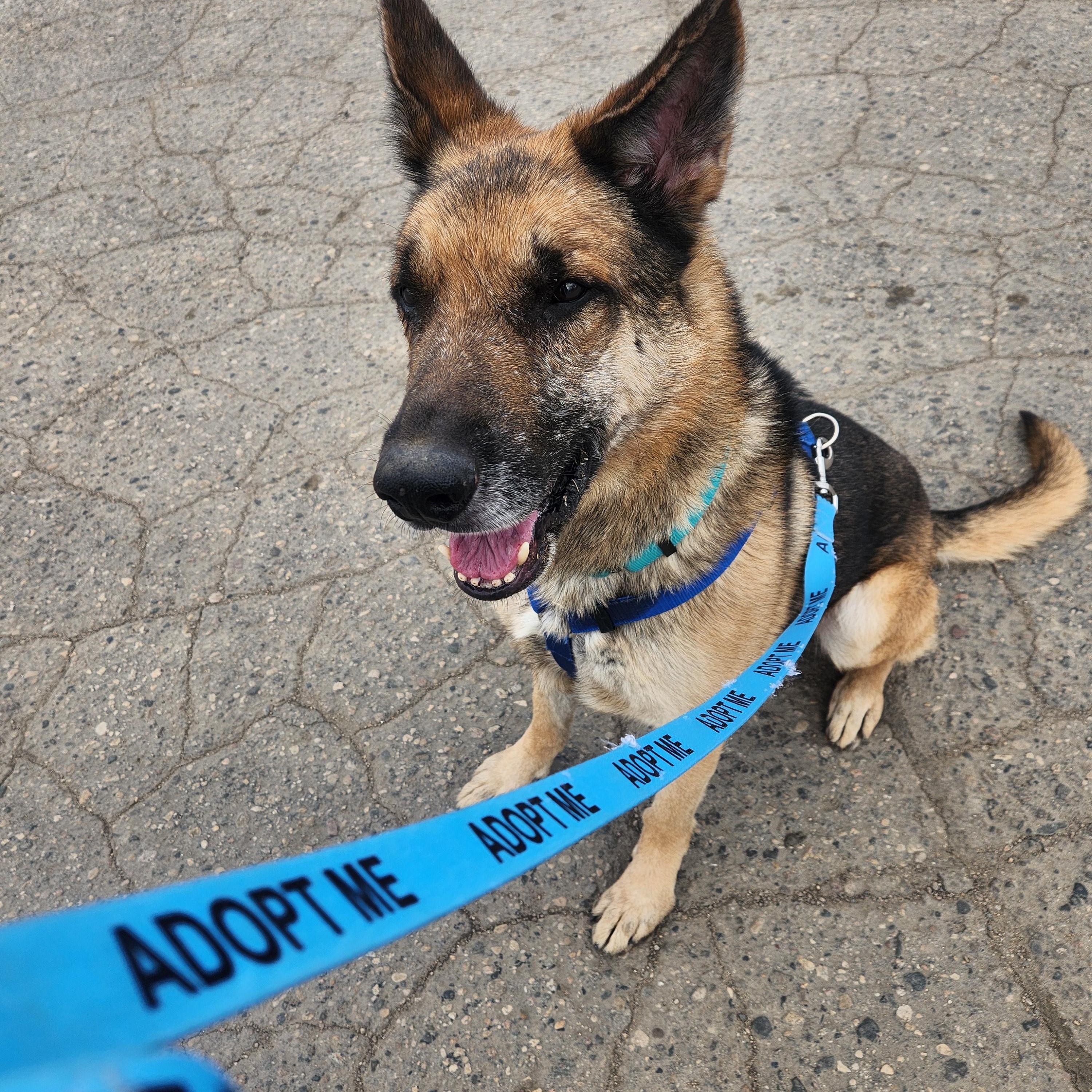 Thor, a ADOPTABLE German Shepherd Dog in Brookings, SD image 3/3