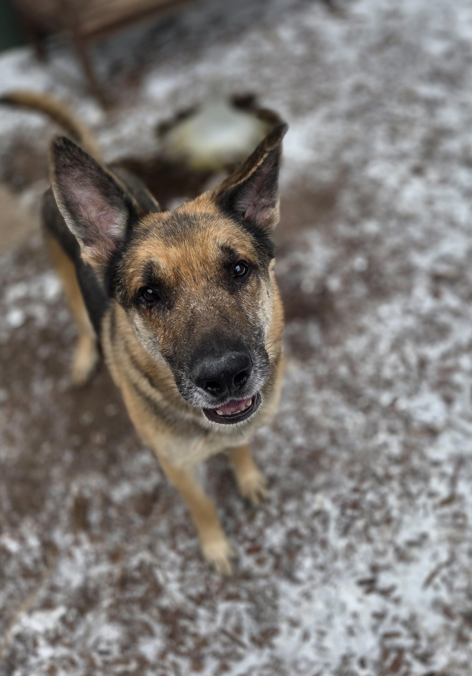 Thor, a ADOPTABLE German Shepherd Dog in Brookings, SD image 1/3
