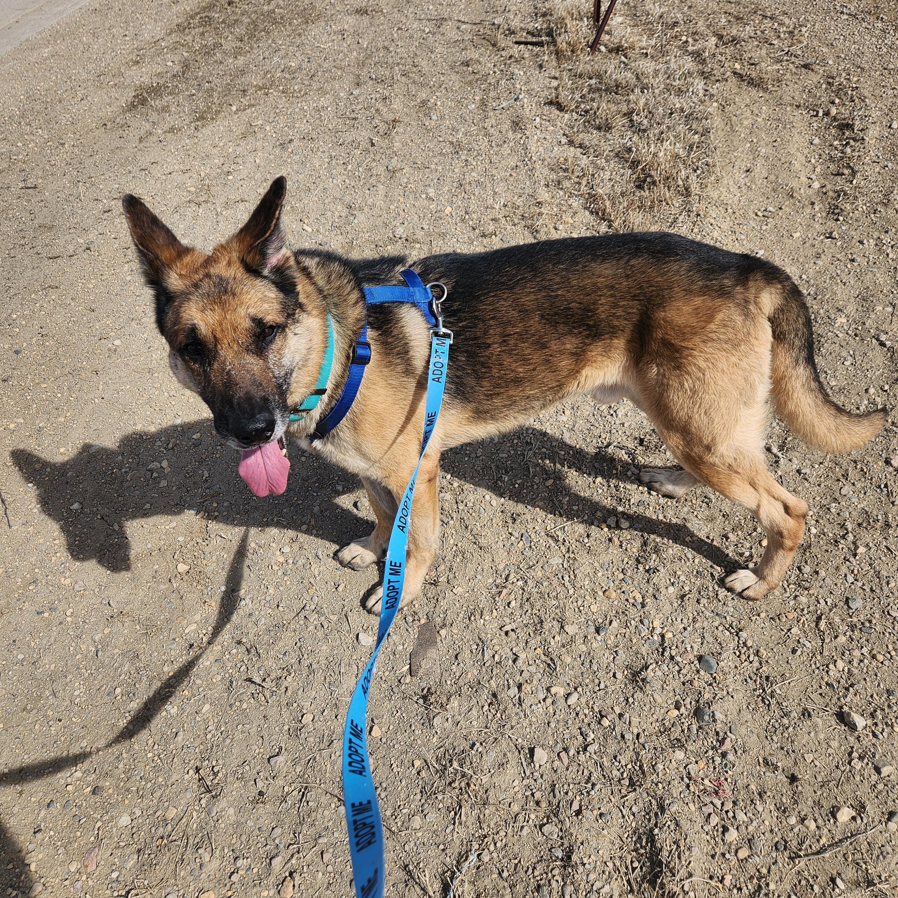 Thor, a ADOPTABLE German Shepherd Dog in Brookings, SD image 2/3