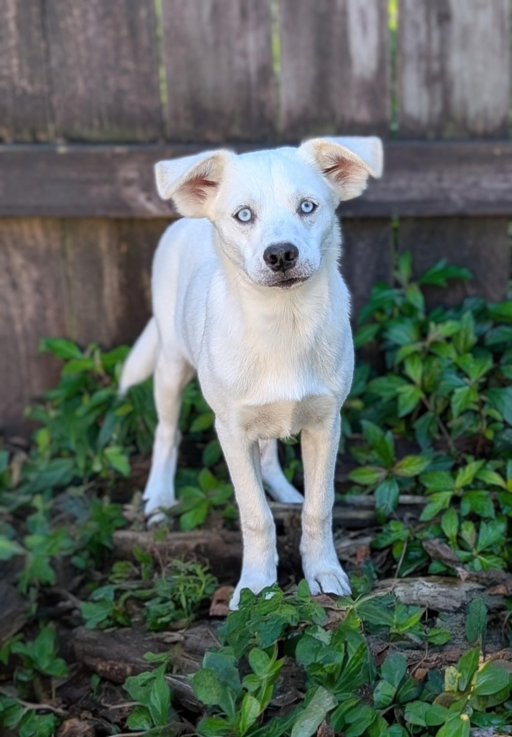 Enlarge Greg, an adoptable mixed breed in Baton Rouge, LA image 1/1