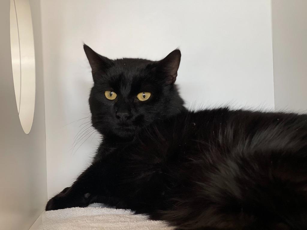 Conrad, Adoptable, Senior Male Domestic Short Hair.