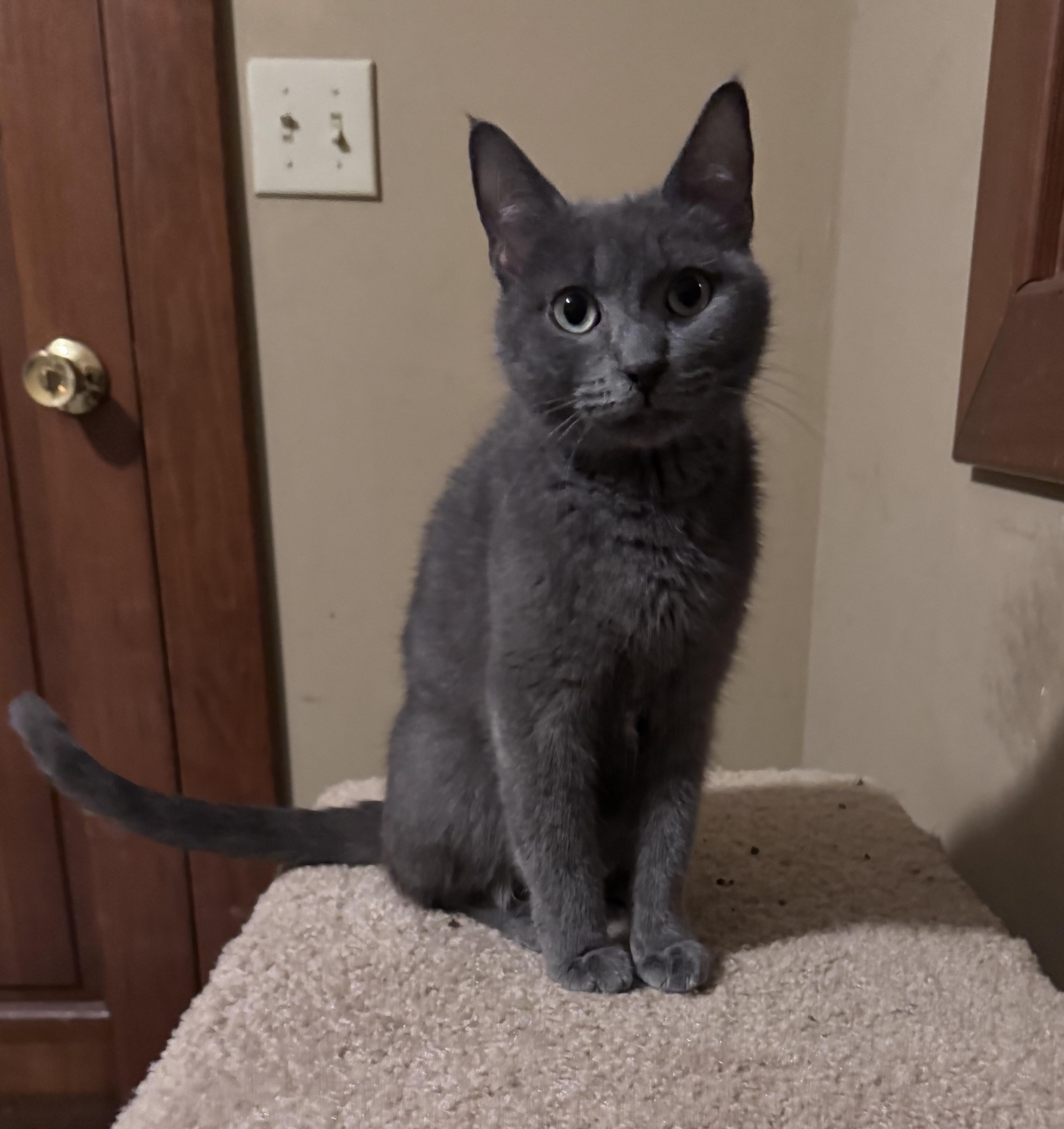 Blossom, a Adoptable mixed breed in Crystal Lake, IL image 3/3
