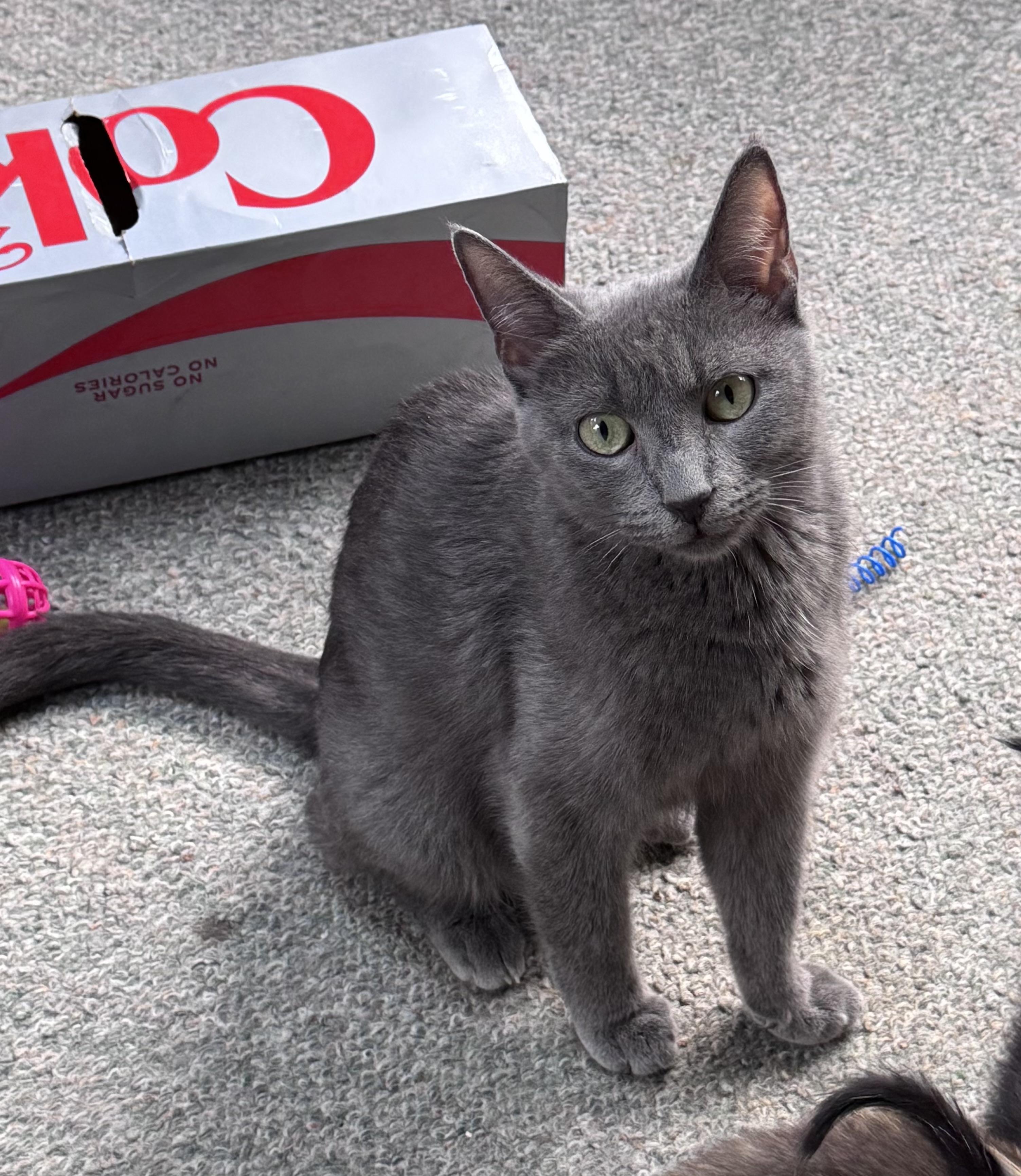 Blossom, Adoptable, Young Female Domestic Short Hair.