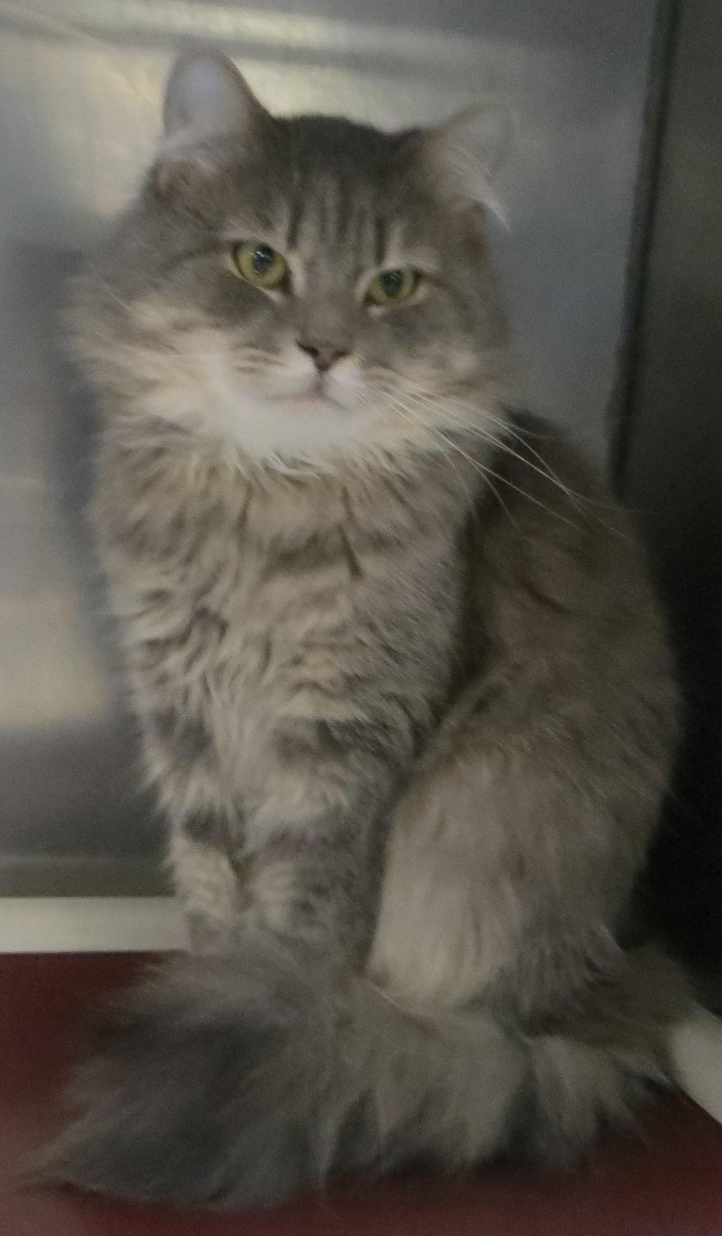 SAWYER, ADOPTABLE, Adult Male Domestic Long Hair.
