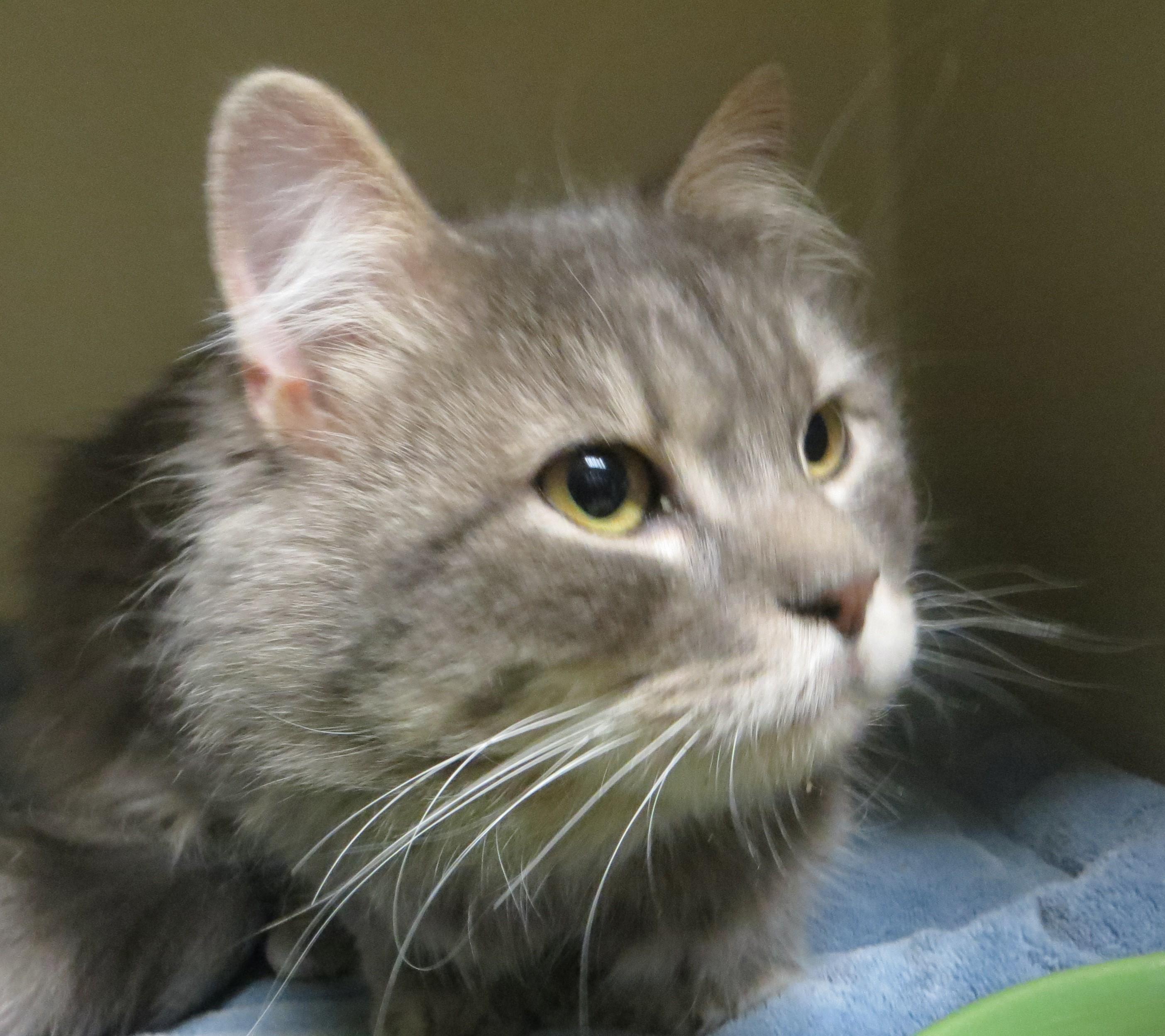 SAWYER, ADOPTABLE, Adult Male Domestic Long Hair.