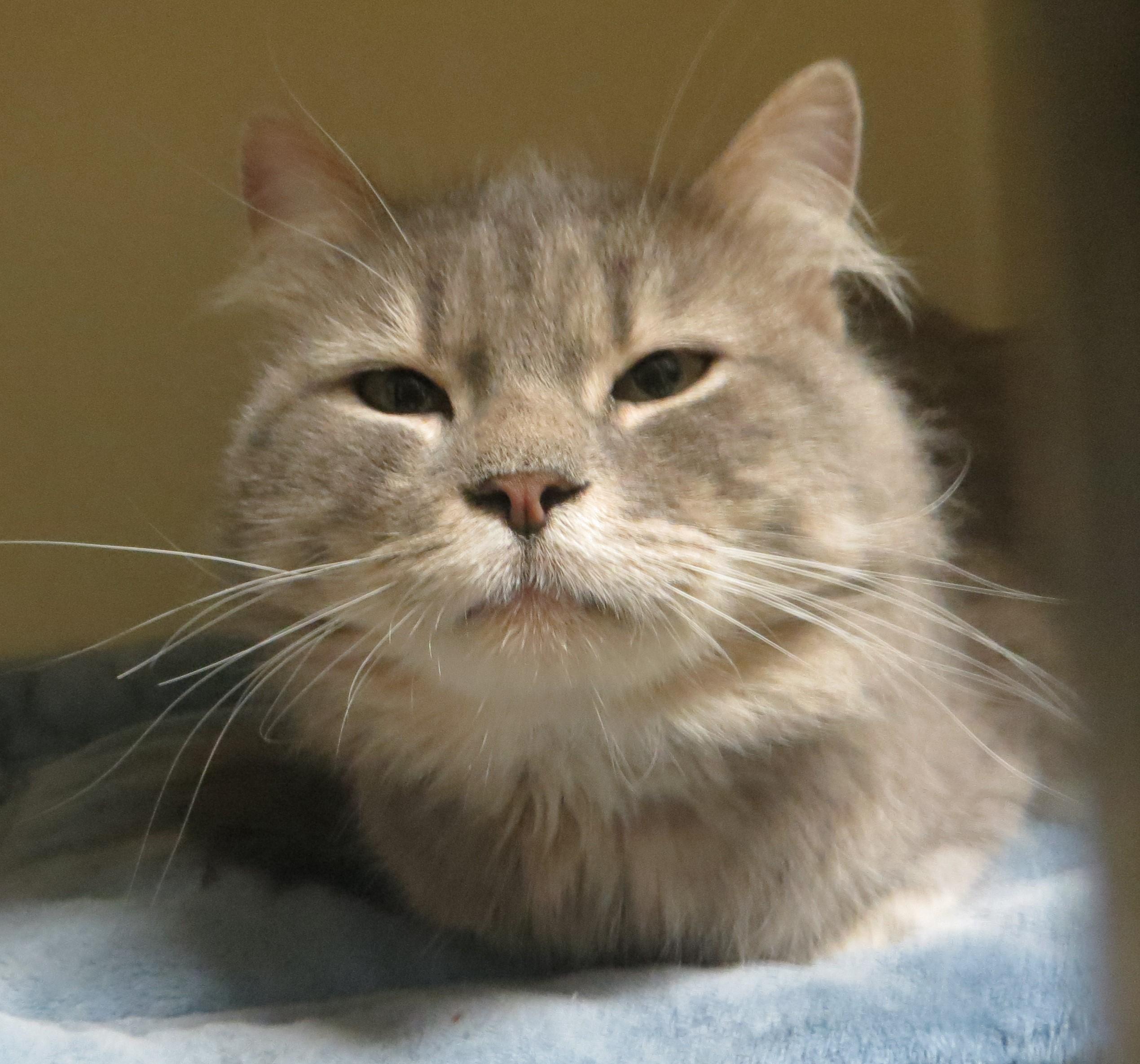 SAWYER, ADOPTABLE, Adult Male Domestic Long Hair.