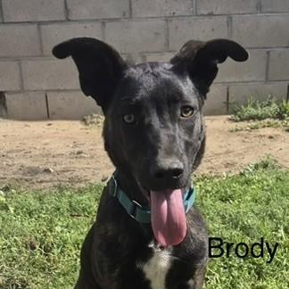 BRODY, adopted, Young Male Belgian Shepherd / Malinois.
