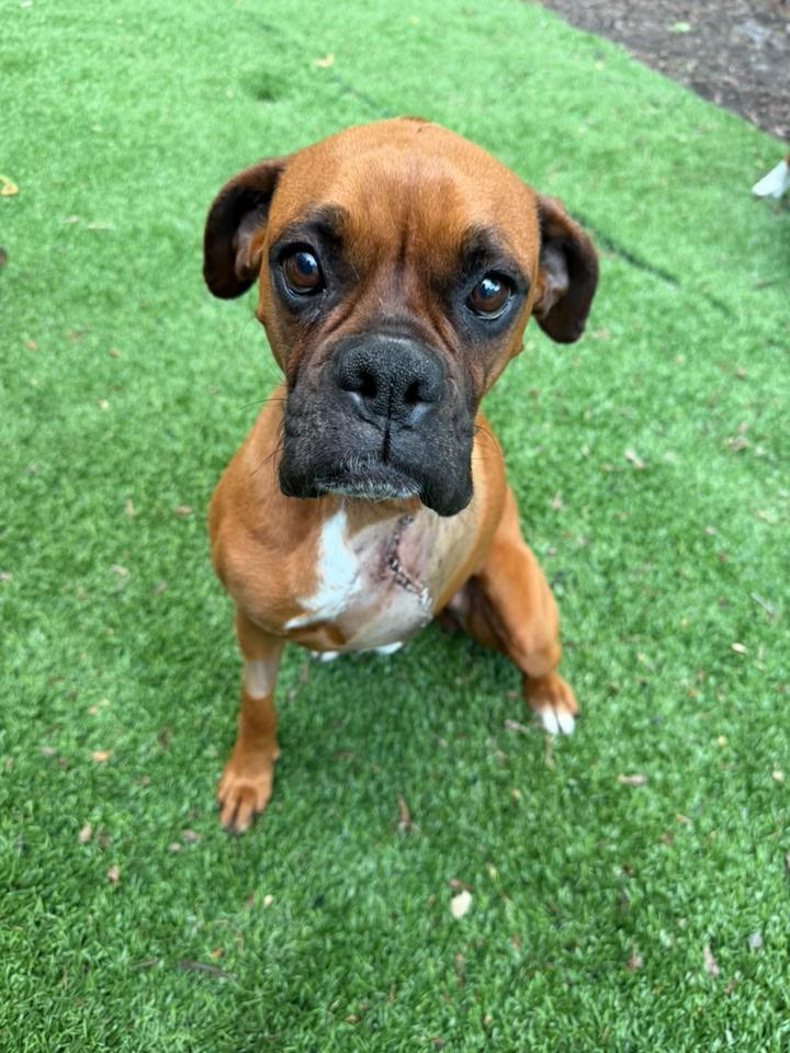 Mariposa, Adopted, Adult Female Boxer.