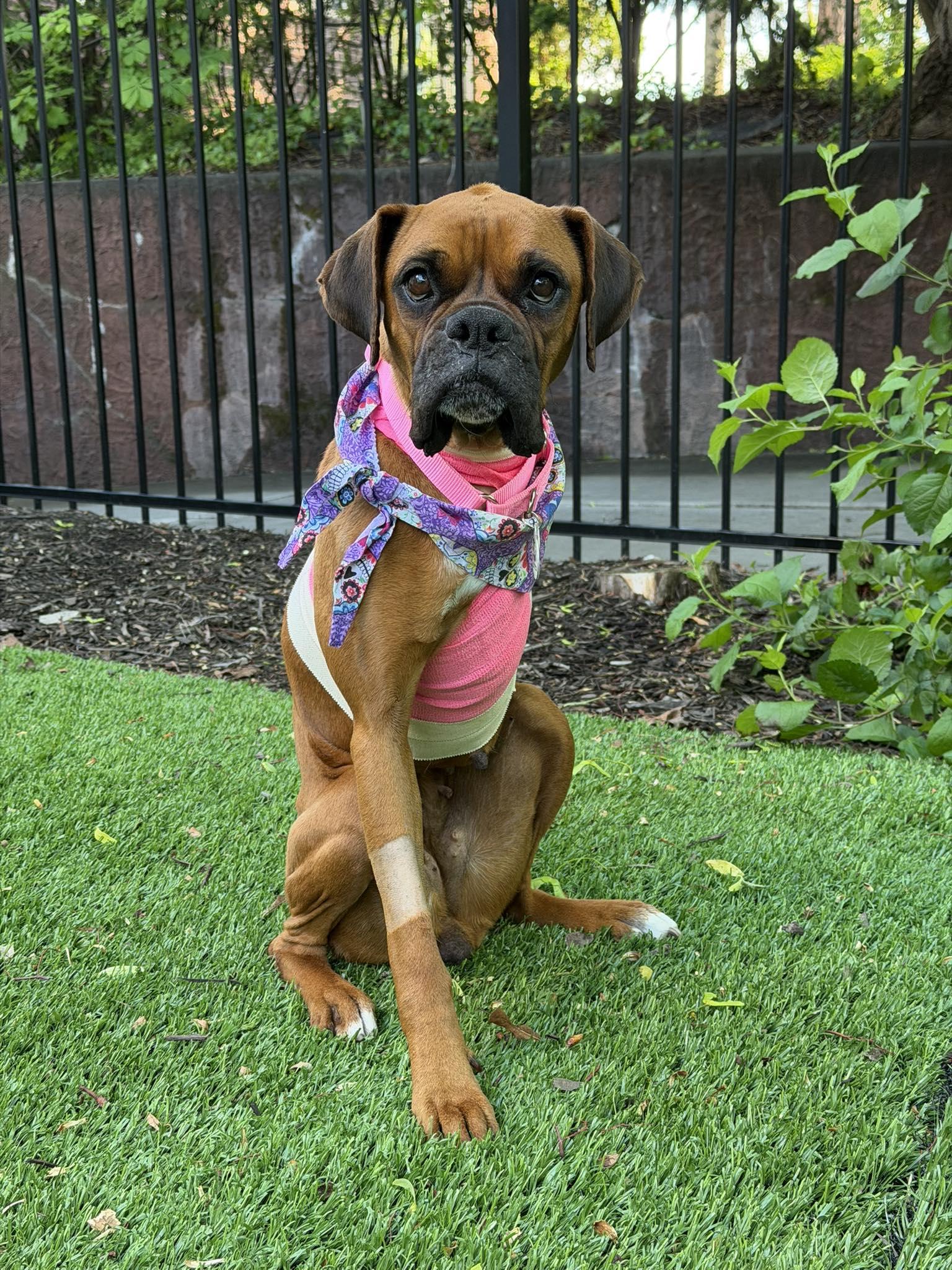 Enlarge Mariposa, a Adopted Boxer in Stanwood, WA image 3/3