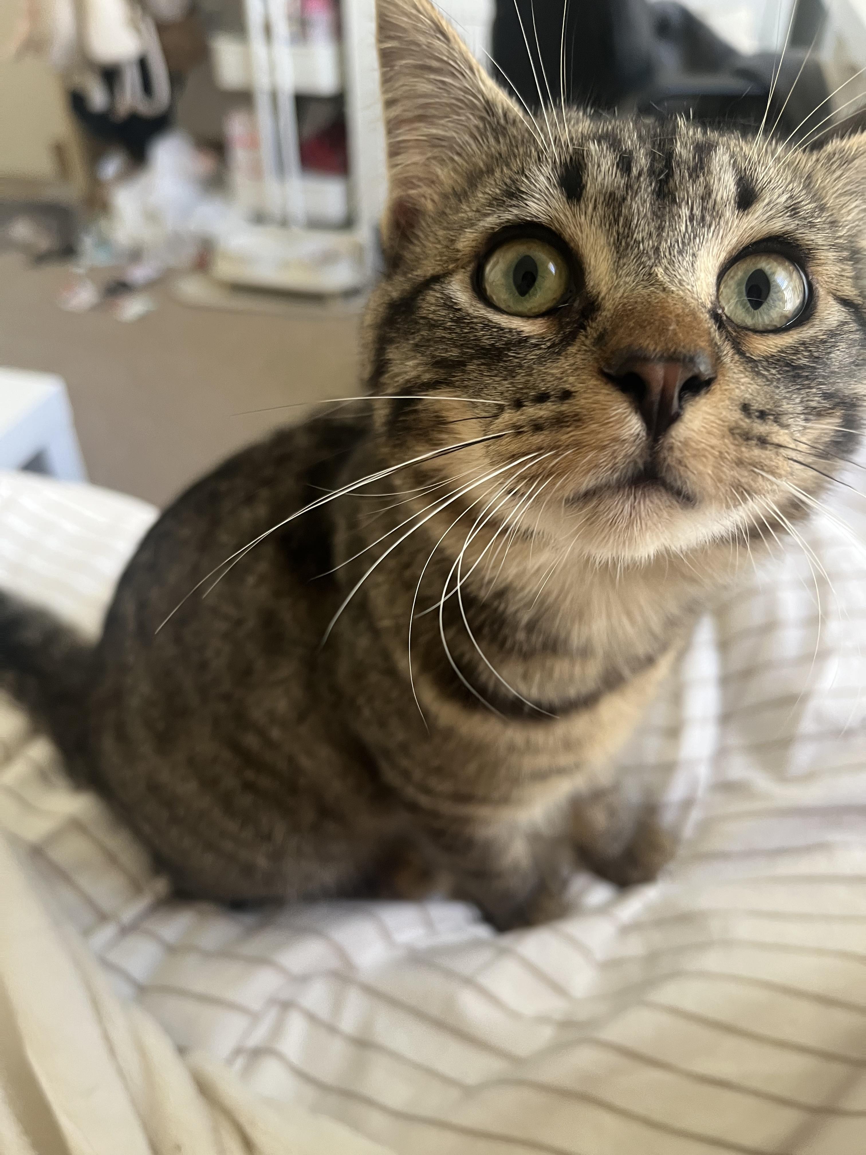 Enlarge Juicebox, a ADOPTABLE Domestic Short Hair in Davis, CA image 5/5