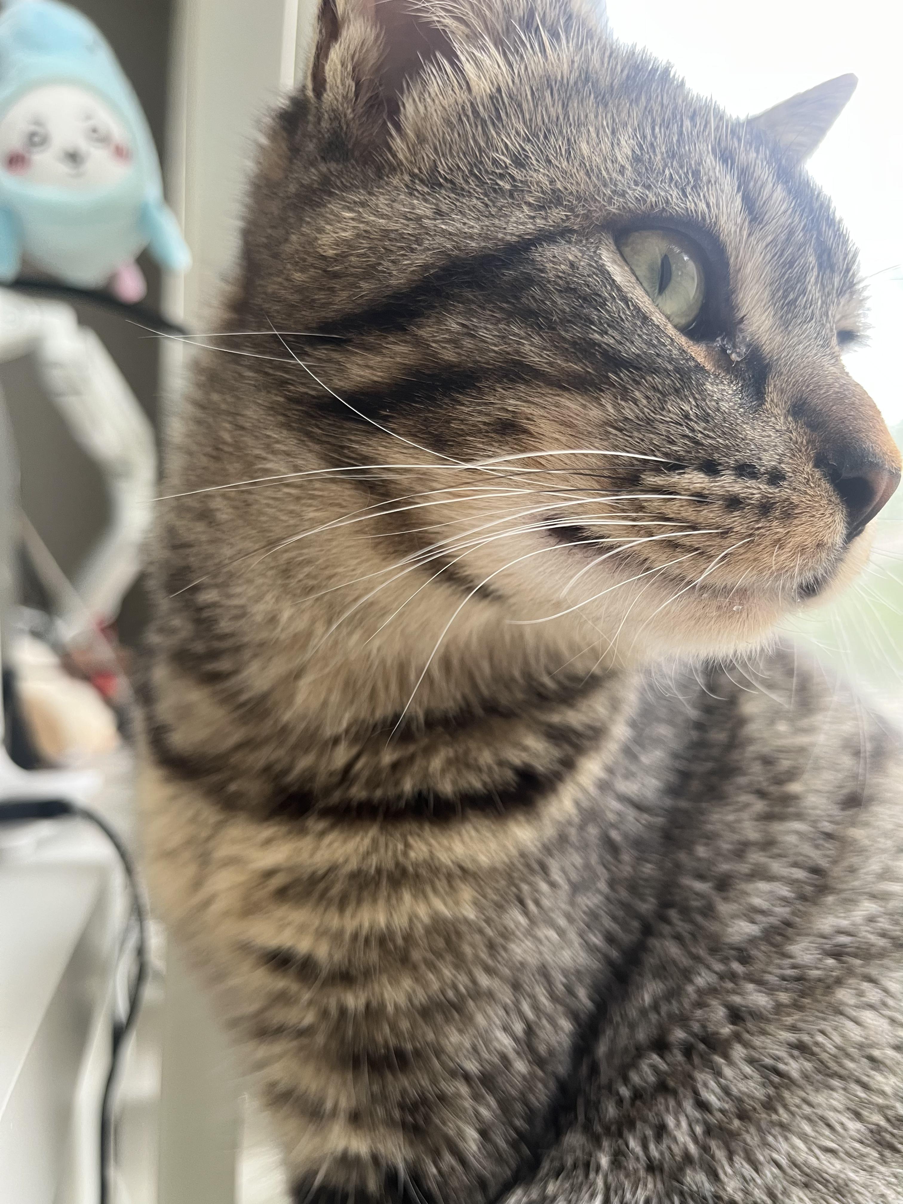 Enlarge Juicebox, a ADOPTABLE Domestic Short Hair in Davis, CA image 3/5