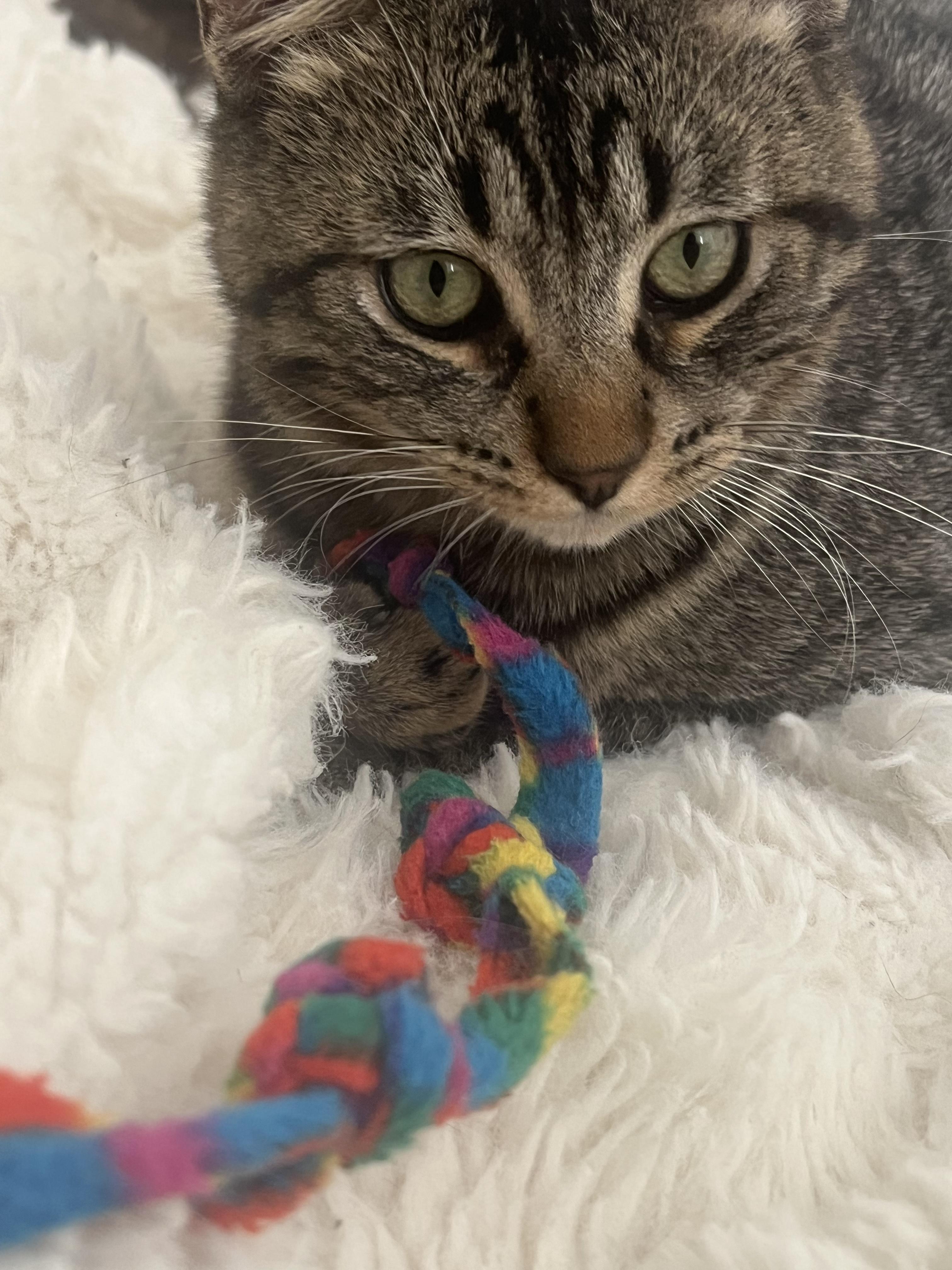 Enlarge Juicebox, a ADOPTABLE Domestic Short Hair in Davis, CA image 4/5