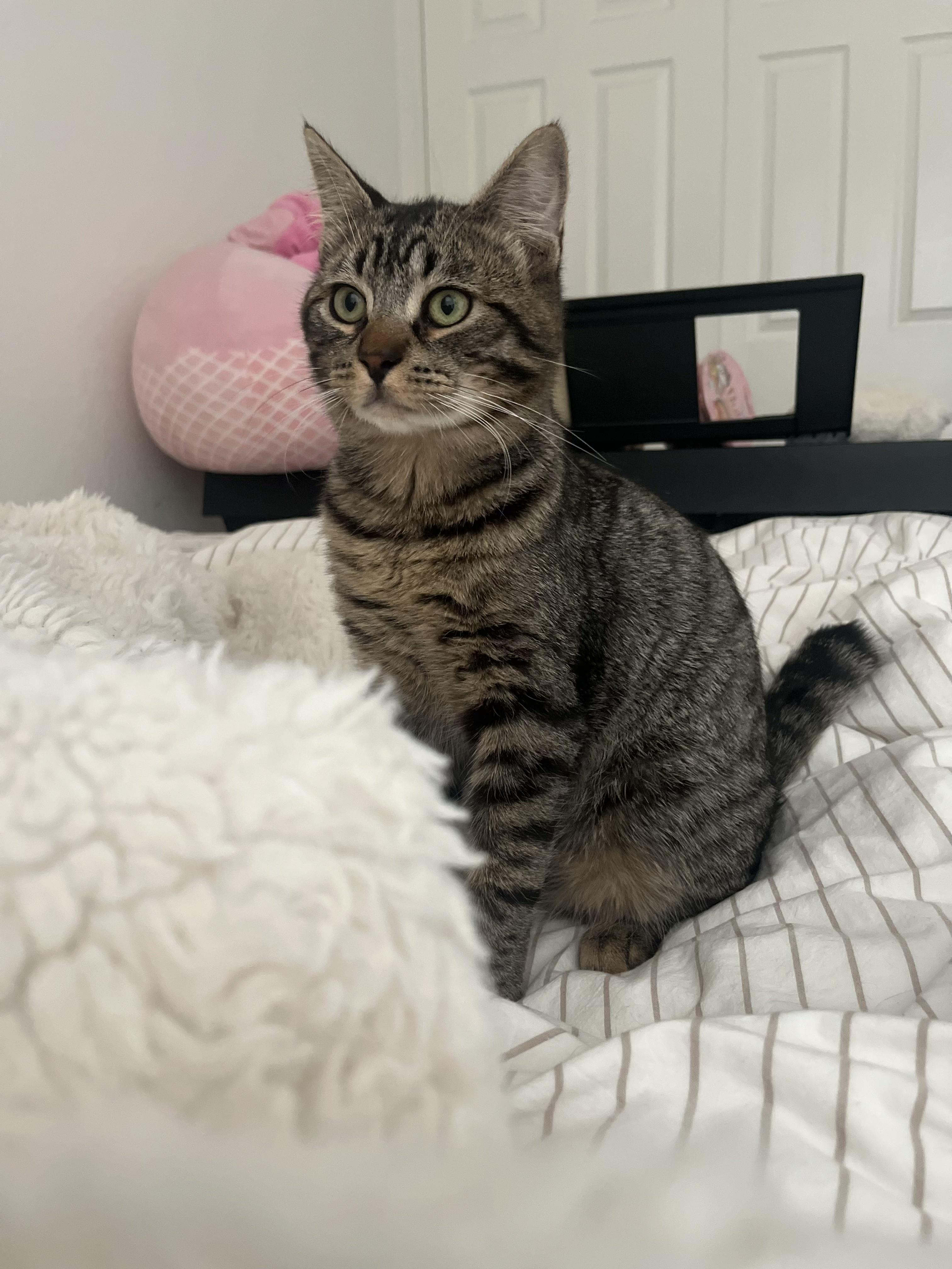 Enlarge Juicebox, a ADOPTABLE Domestic Short Hair in Davis, CA image 2/5