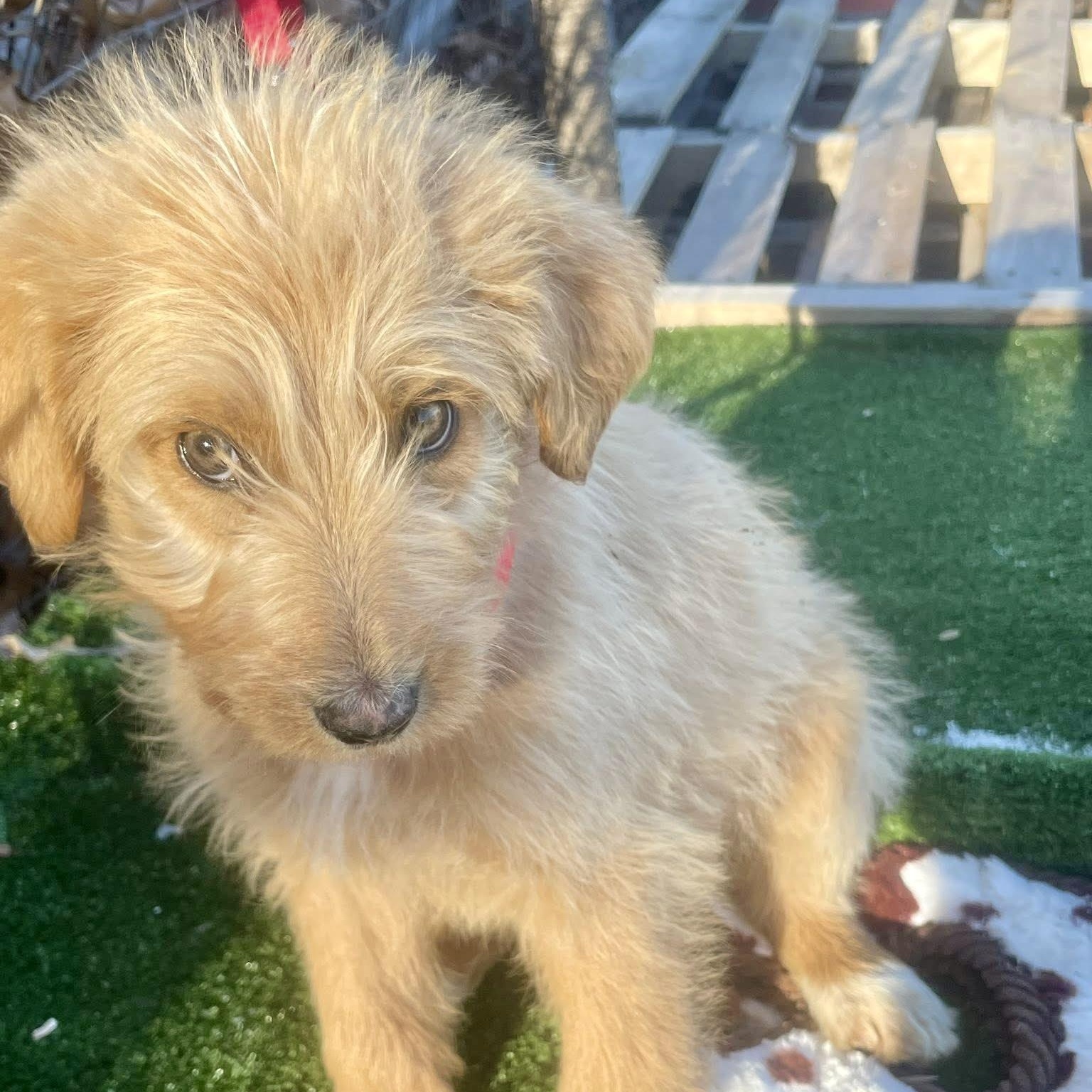 Enlarge Macombs, an adopted mixed breed in Jay, NY image 2/6