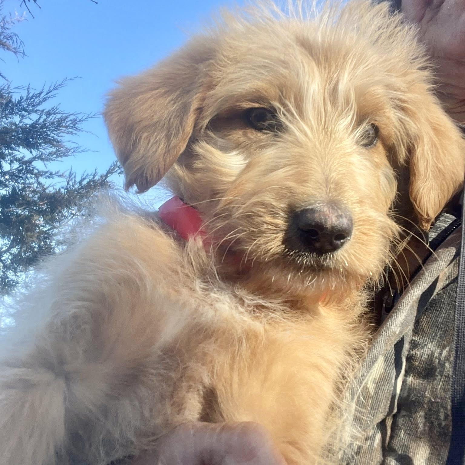 Enlarge Macombs, an adopted mixed breed in Jay, NY image 3/6