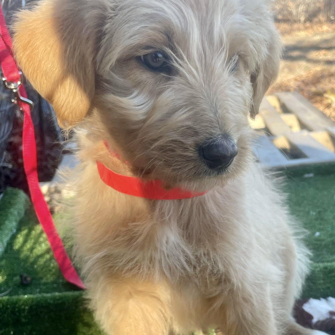 Enlarge Macombs, an adopted mixed breed in Jay, NY image 6/6