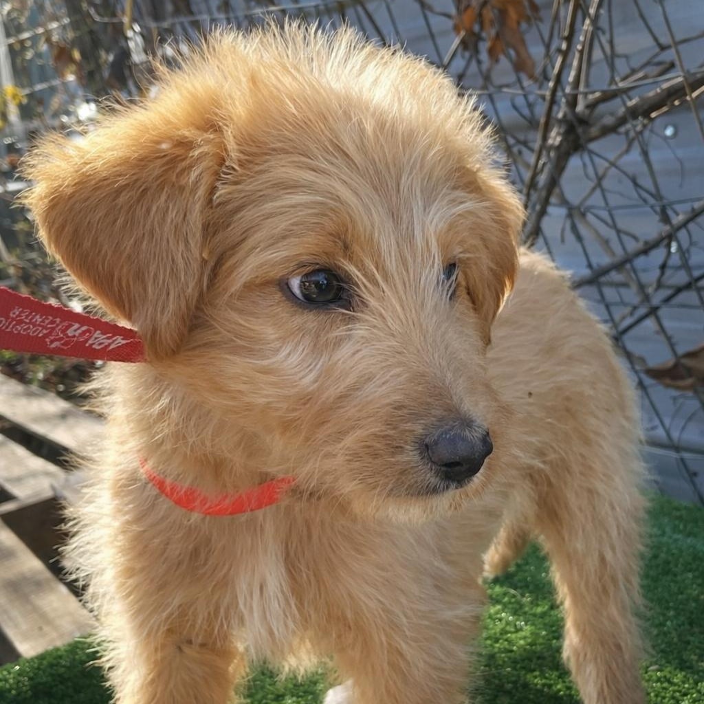 Enlarge Macombs, an adopted mixed breed in Jay, NY image 4/6