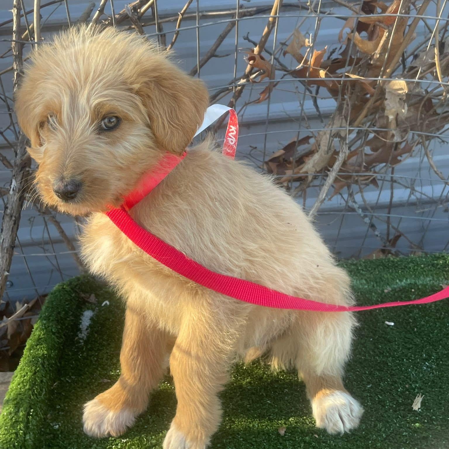 Enlarge Macombs, an adopted mixed breed in Jay, NY image 5/6