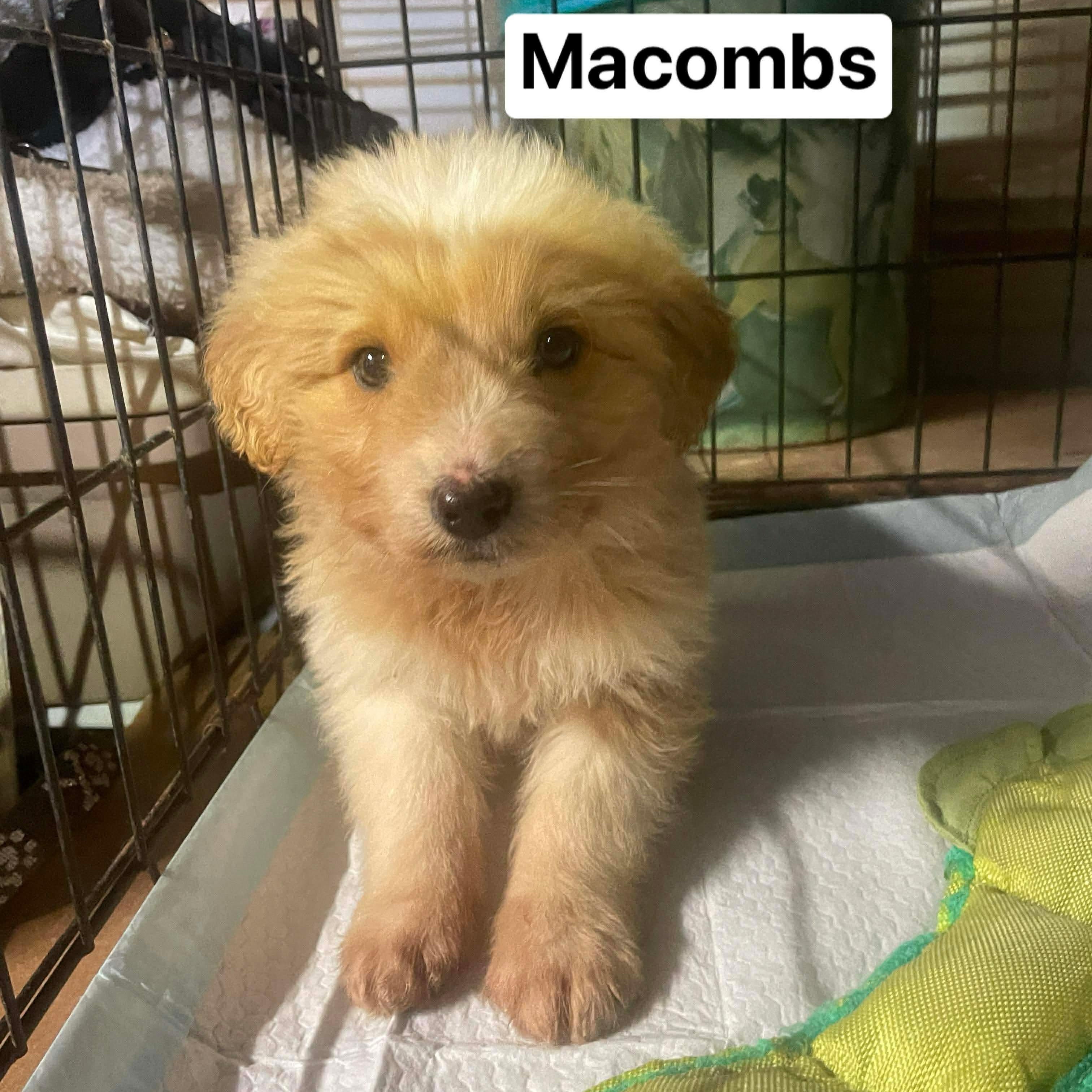 Enlarge Macombs, an adopted mixed breed in Jay, NY image 1/6