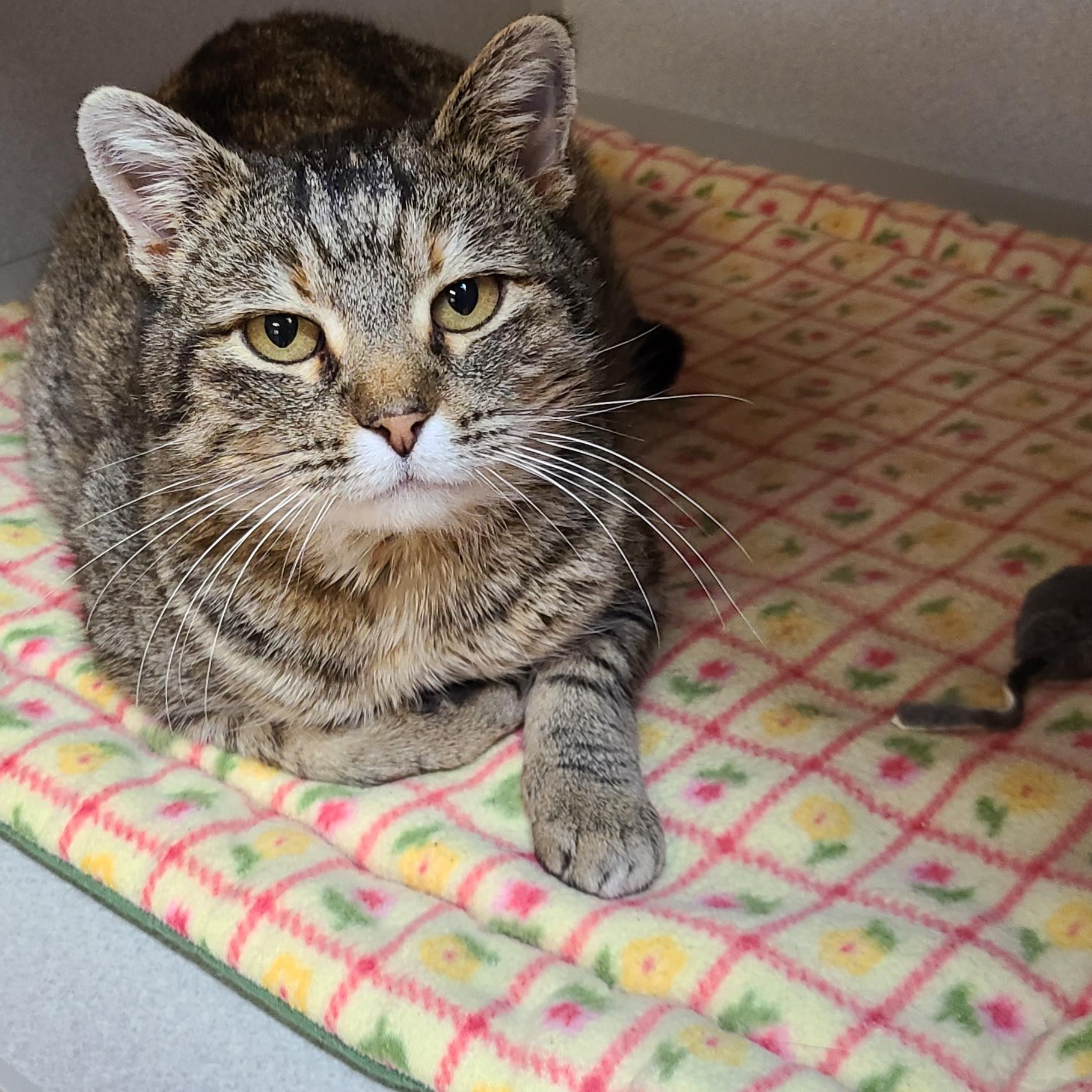 Dutchess, ADOPTABLE, Adult Female Domestic Short Hair.