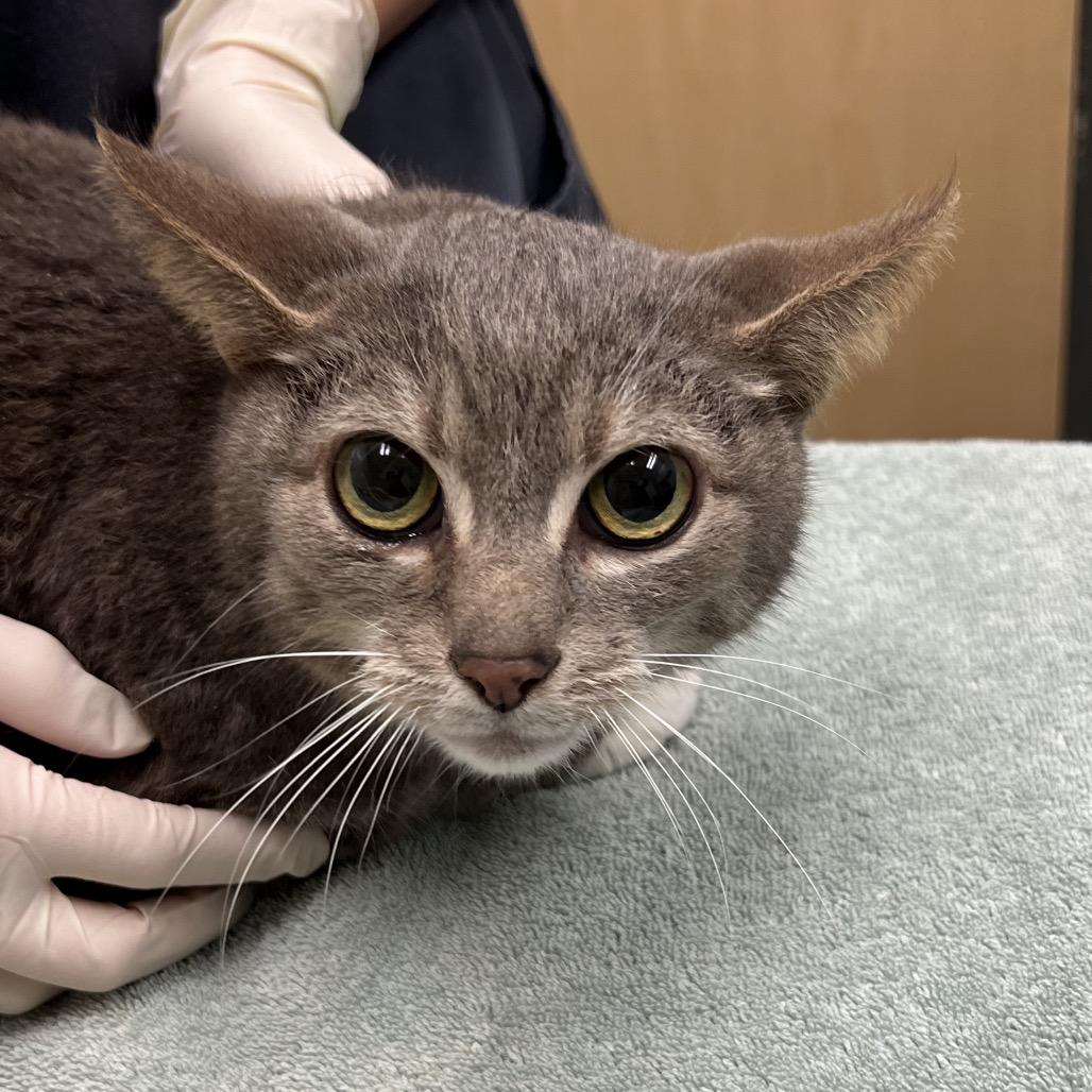 L.L., Adoptable, Senior Male Domestic Short Hair.