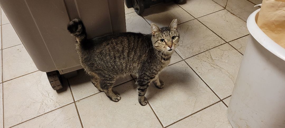 Vera, Adoptable, Adult Female Tabby.