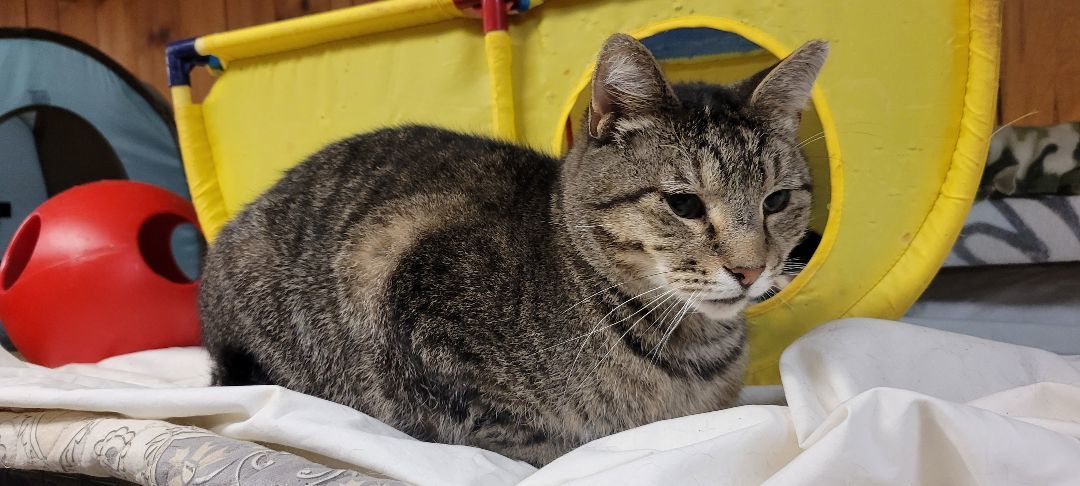 Enlarge Vera, a Adoptable Tabby in Coventry, CT image 3/4
