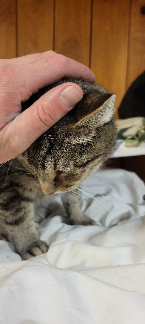 Enlarge Vera, a Adoptable Tabby in Coventry, CT image 4/4