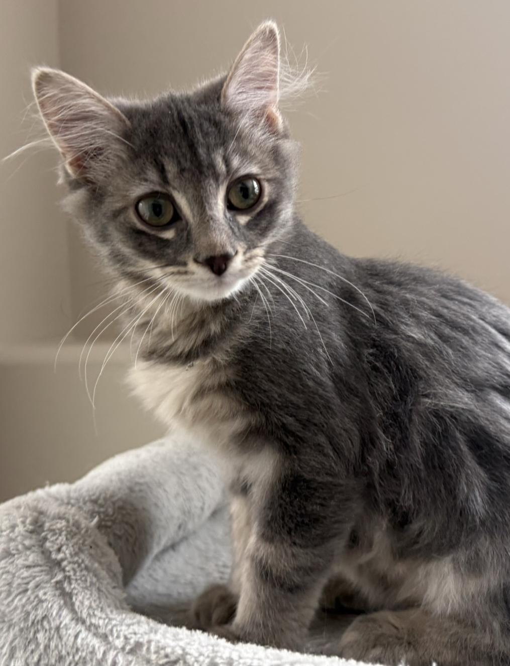 Enlarge KENAI, an adopted Balinese in Savoy, IL image 5/6