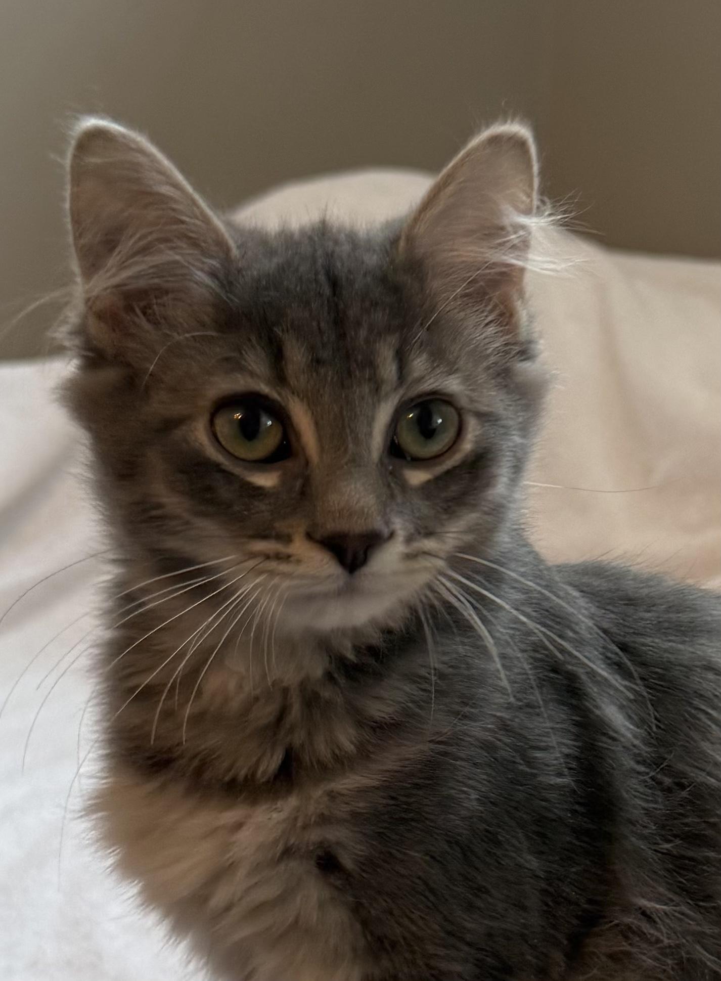 Enlarge KENAI, an adopted Balinese in Savoy, IL image 2/6