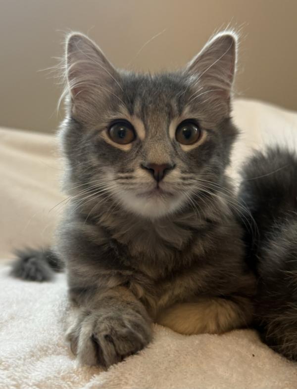 Enlarge KENAI, an adopted Balinese in Savoy, IL image 1/6