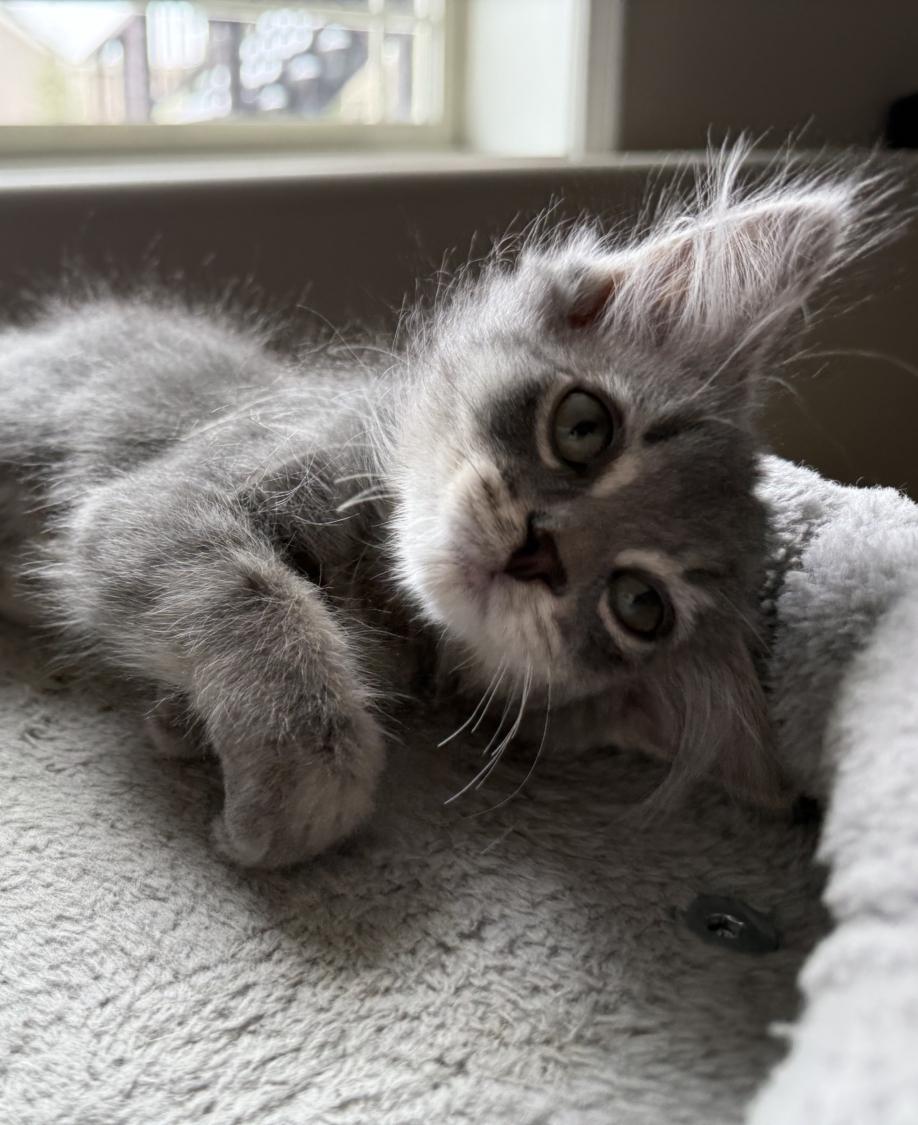 Enlarge KENAI, an adopted Balinese in Savoy, IL image 3/6