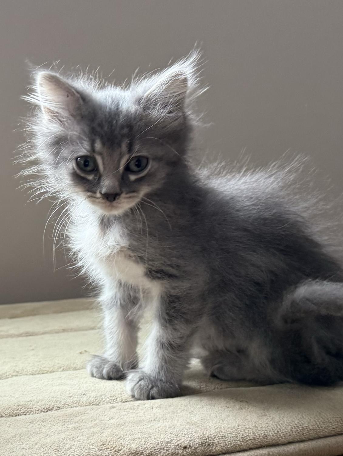 Enlarge KENAI, an adopted Balinese in Savoy, IL image 4/6