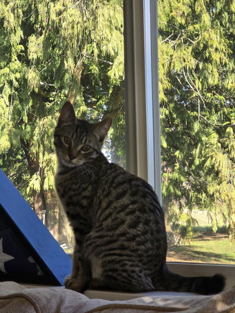 Eros, Adoptable, Kitten Male Tabby.