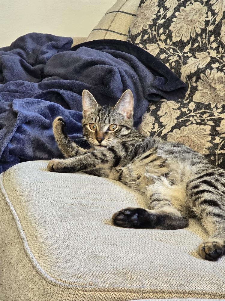 Enlarge Eros, a Adoptable mixed breed in Bellingham, WA image 2/2