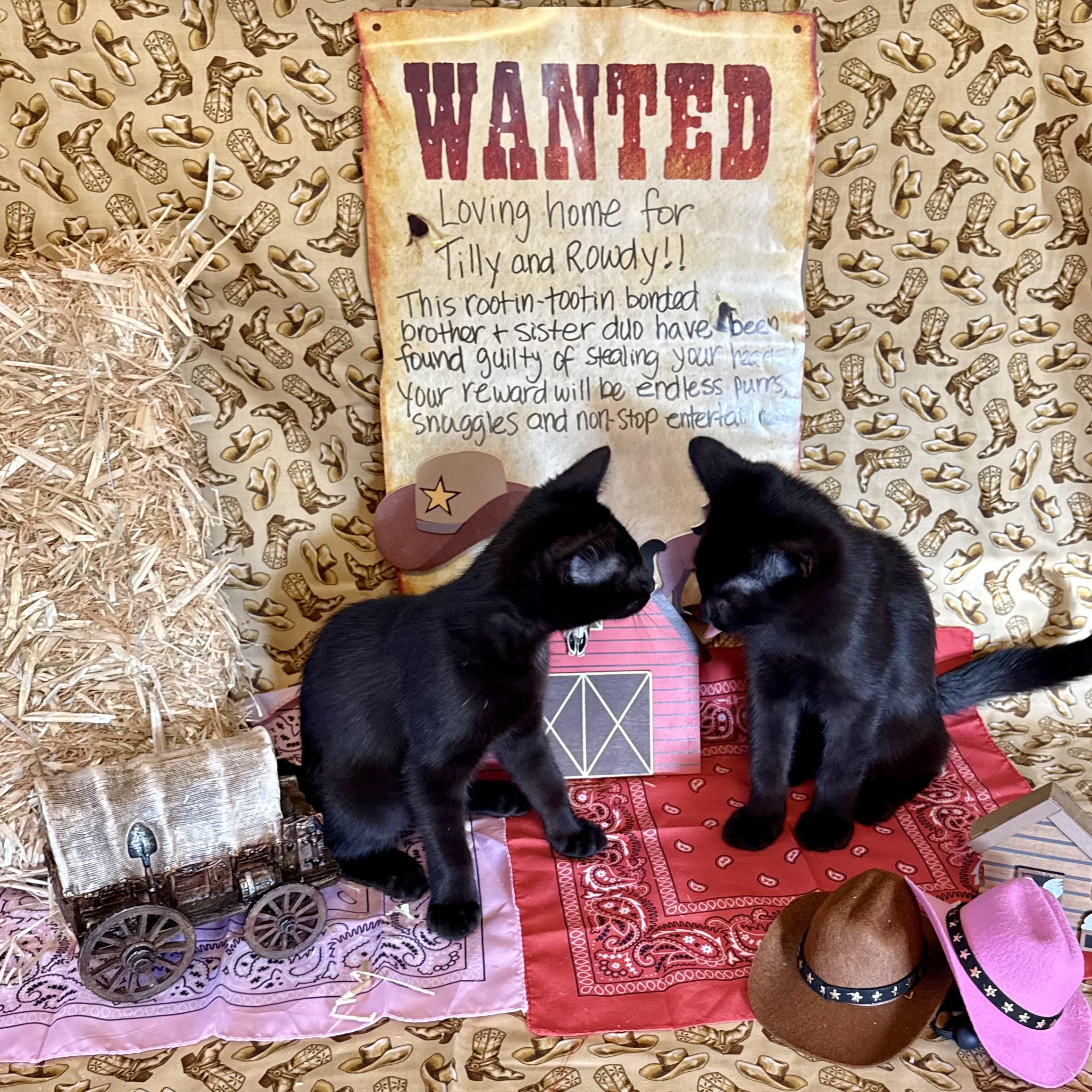 Rowdy (with Tilly), a Adoptable mixed breed in Silverton, OR image 2/4