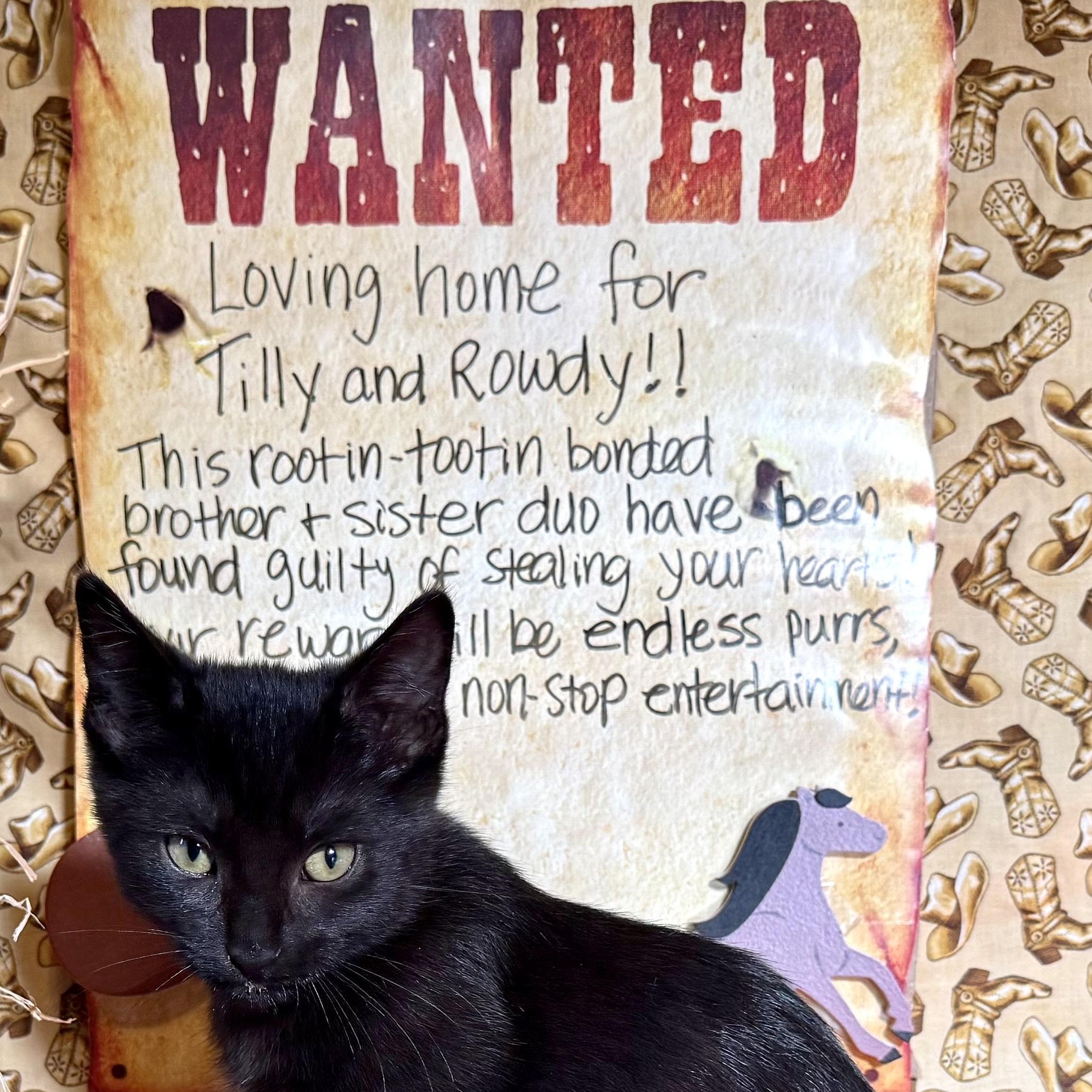 Rowdy (with Tilly), a Adoptable mixed breed in Silverton, OR image 3/4