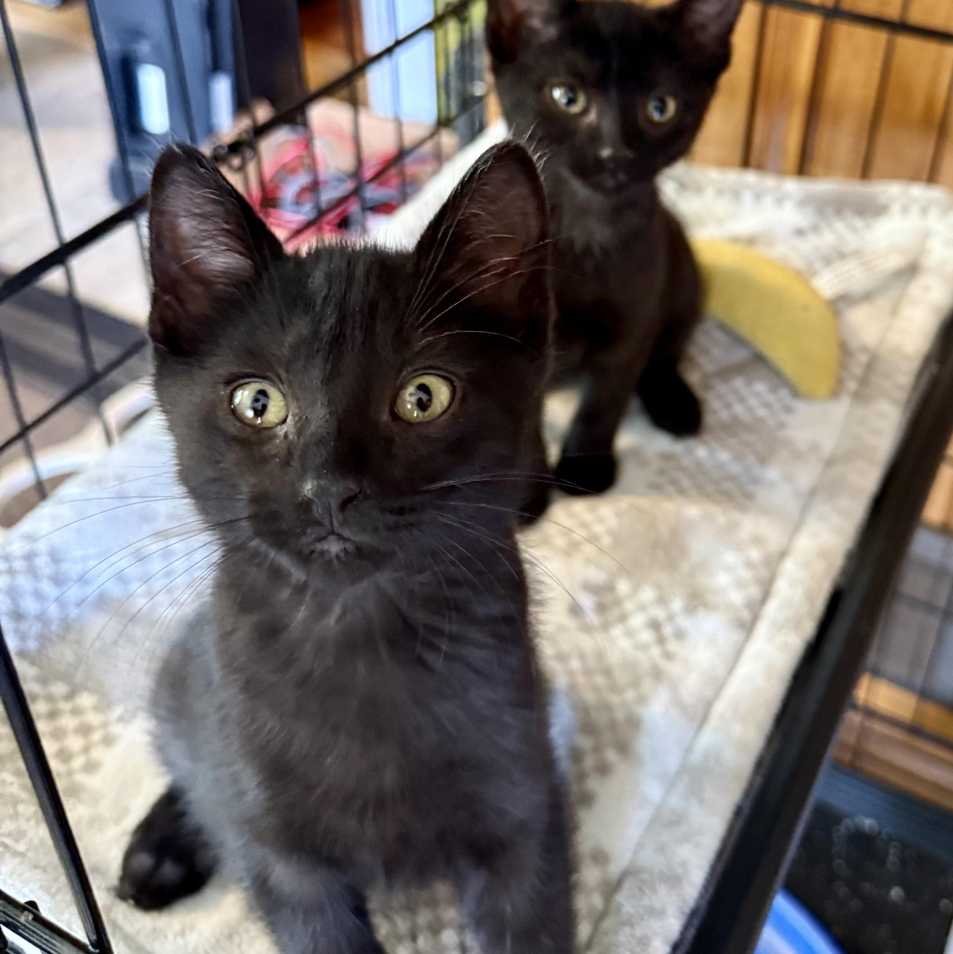 Rowdy (with Tilly), Adoptable, Kitten Male Domestic Short Hair.
