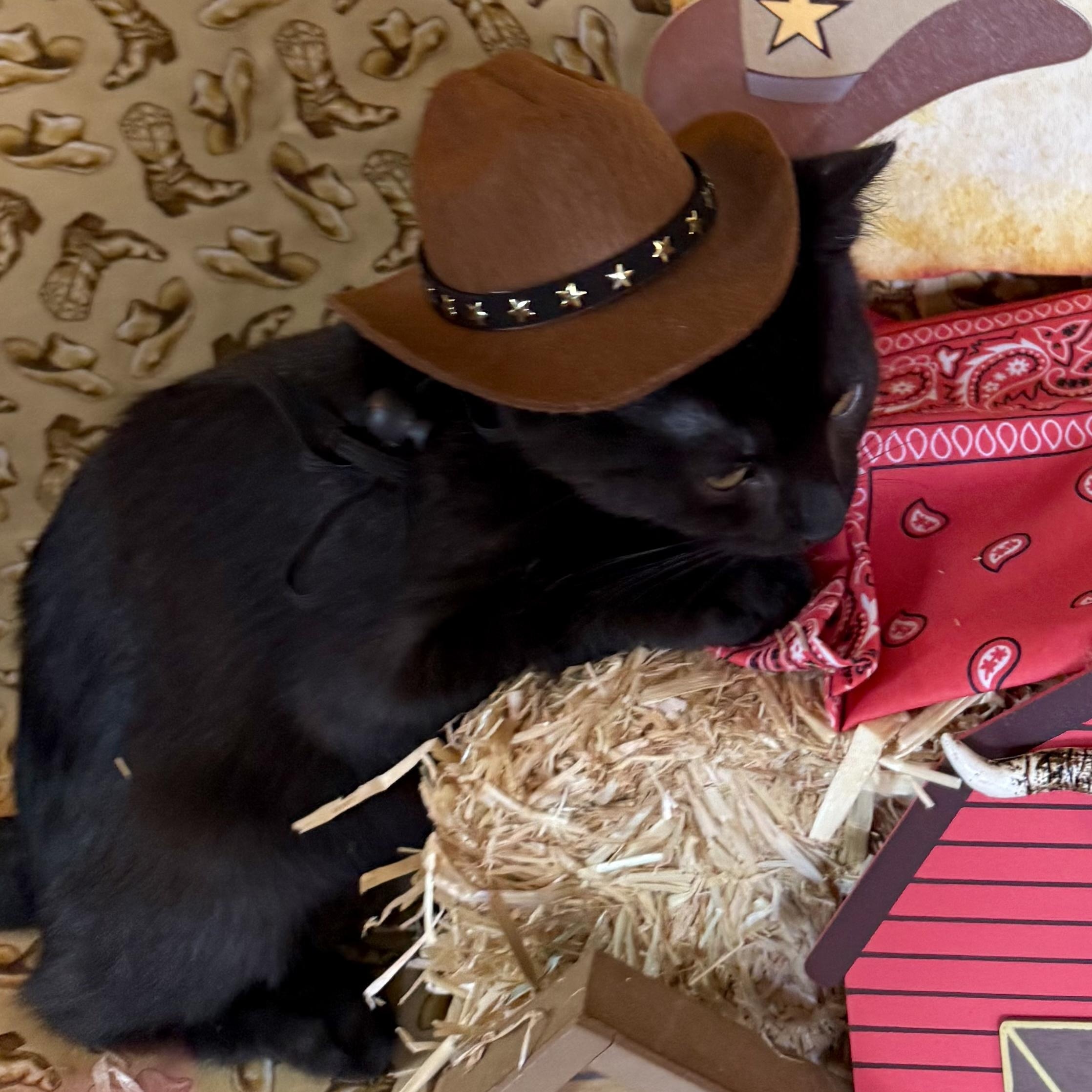 Rowdy (with Tilly), a Adoptable mixed breed in Silverton, OR image 4/4