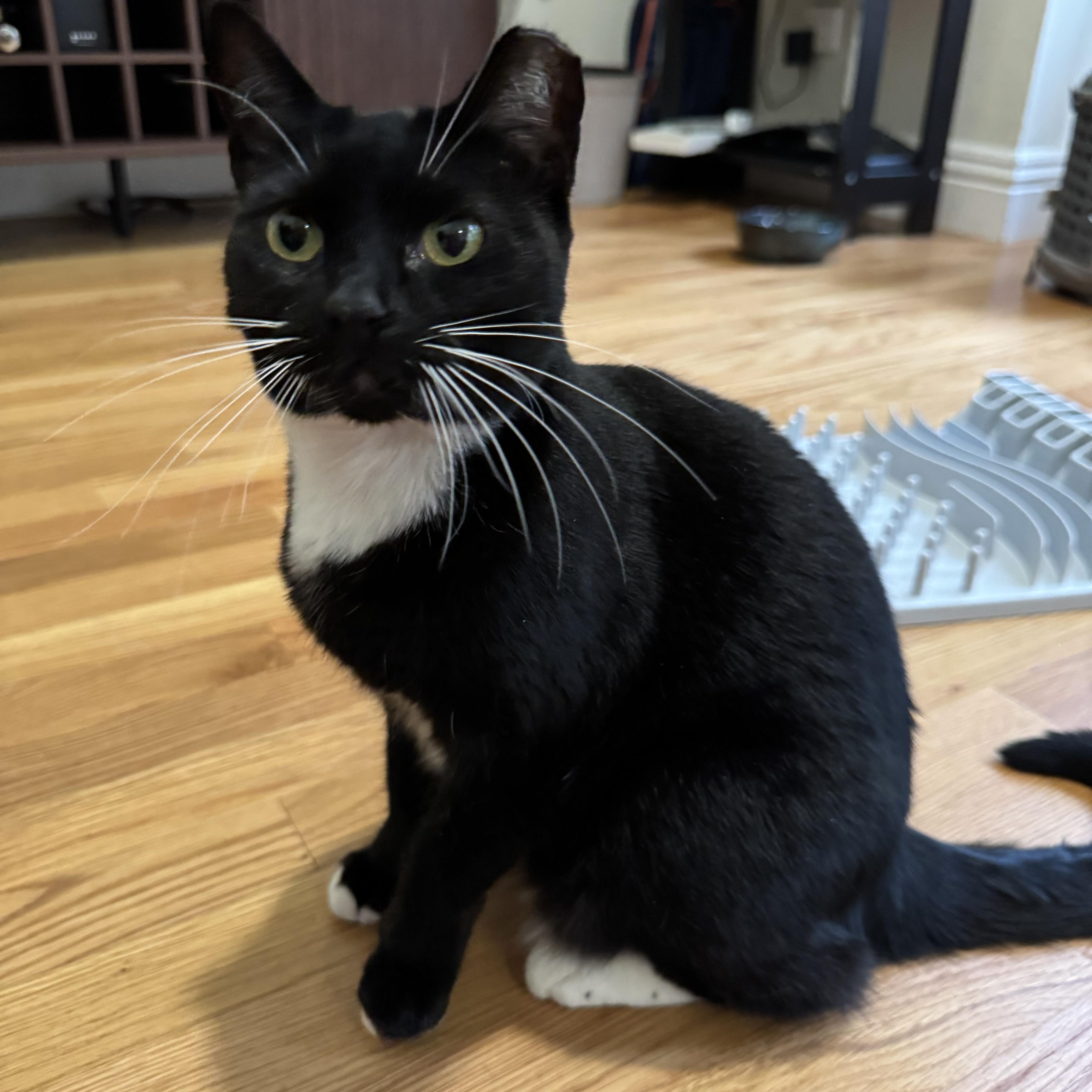 Rhea, ADOPTABLE, Adult Female Tuxedo.