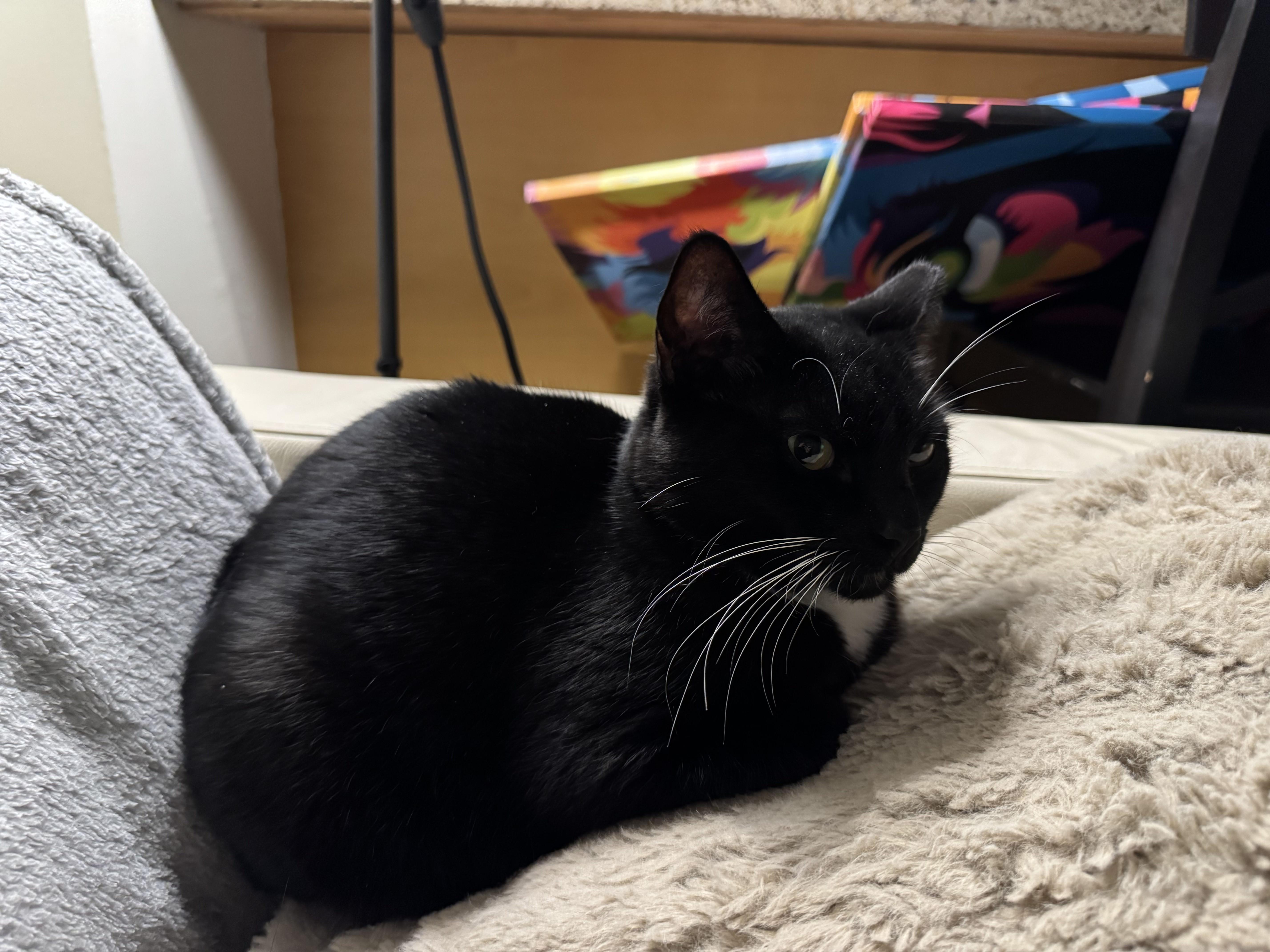 Enlarge Rhea, a ADOPTABLE Tuxedo in San Francisco, CA image 3/6