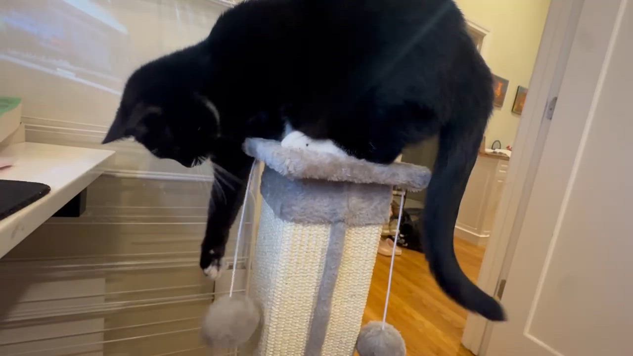 Enlarge Rhea, a ADOPTABLE Tuxedo in San Francisco, CA video 6/6