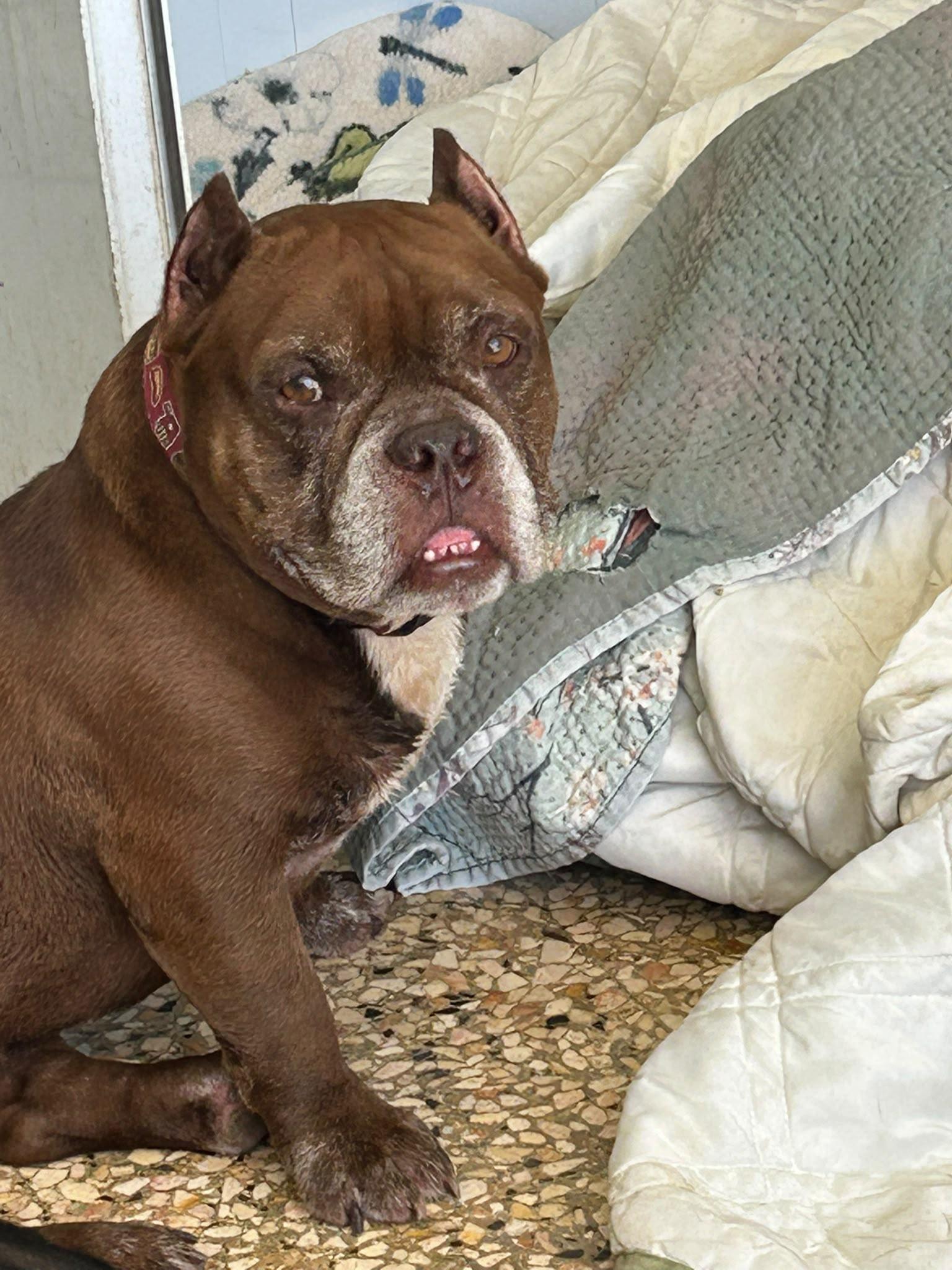 Enlarge Chuckie, a Adopted mixed breed in Albion, NY image 1/5