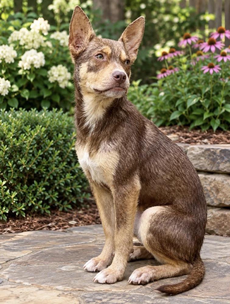Hazel, ADOPTABLE, Puppy • Female, Shepherd & Australian Kelpie.