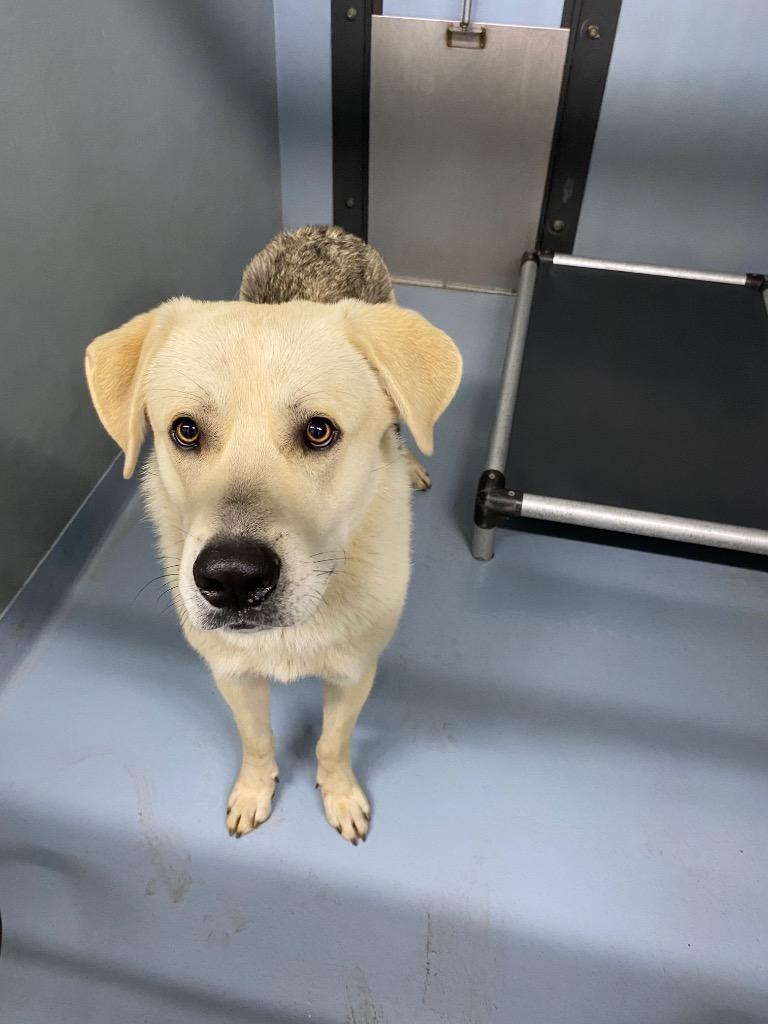 Enlarge Beans, a Adoptable Shepherd in Cartersville , GA image 1/1