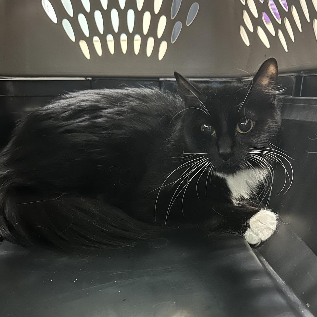 Enlarge Avacatto, a Adoptable Domestic Long Hair in Tacoma, WA image 1/1