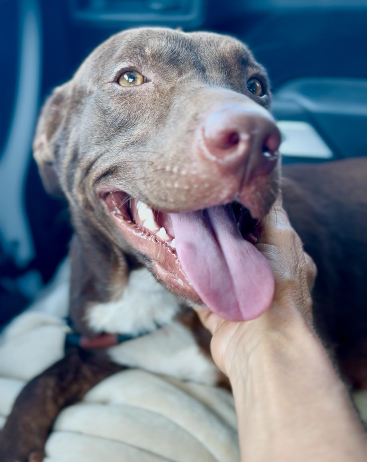 Darla, Adoptable, Young Female Labrador Retriever.