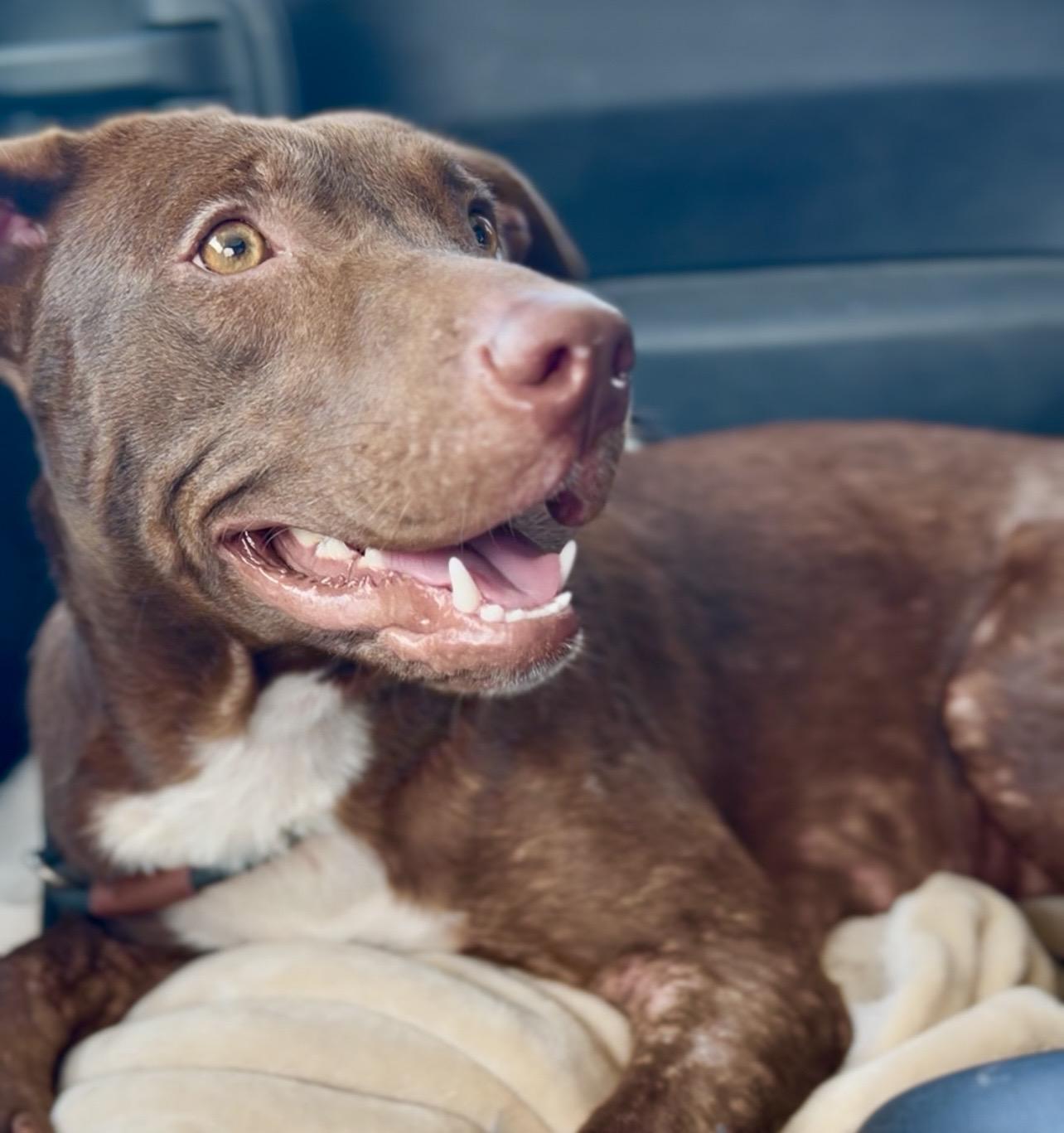 Enlarge Darla, a Adoptable Labrador Retriever in Coconut Creek, FL image 3/4